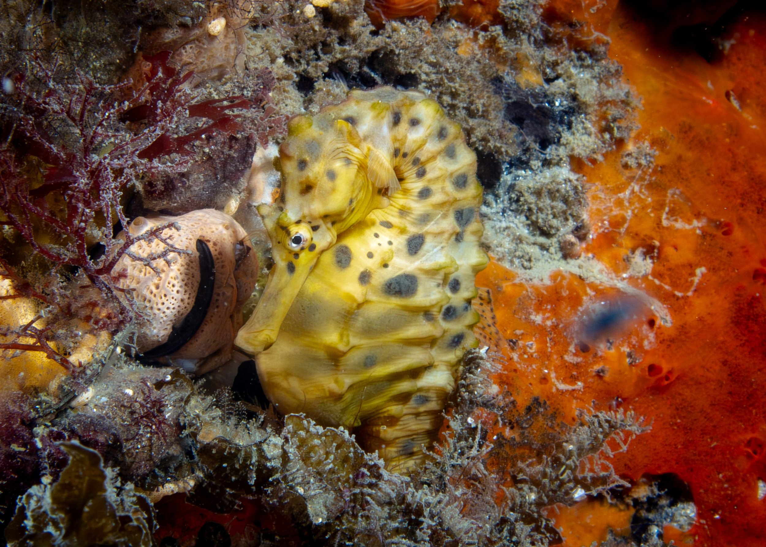 Big Bellied Seahorse | Great Southern Reef