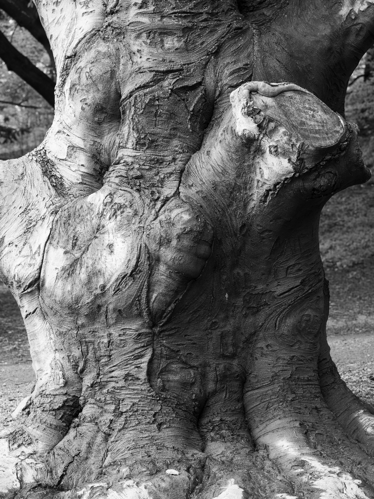Fagus sylvatica, Arnold Arboretum B0003546.jpg