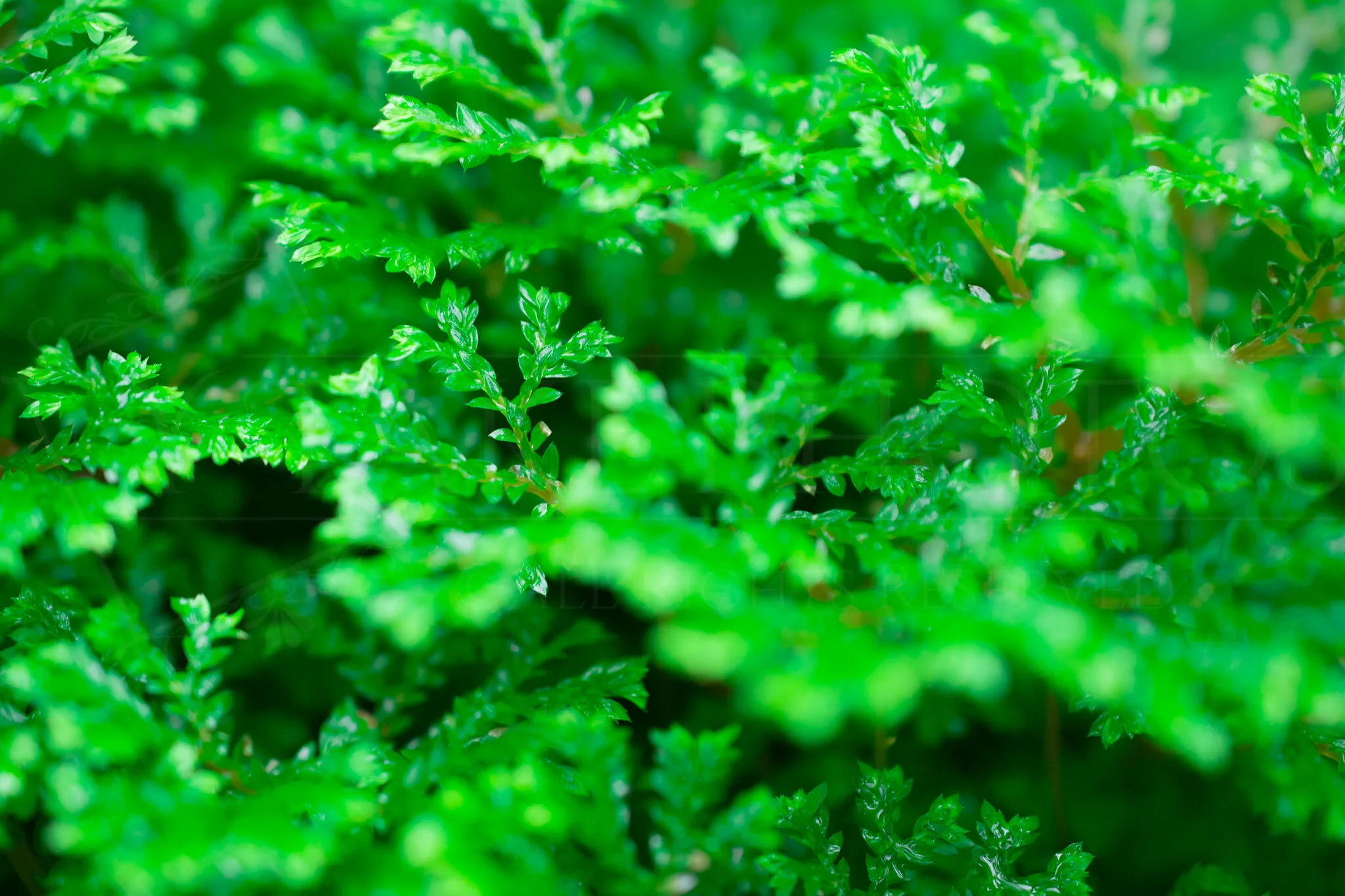 GreenLeaves-lr-wm.jpg