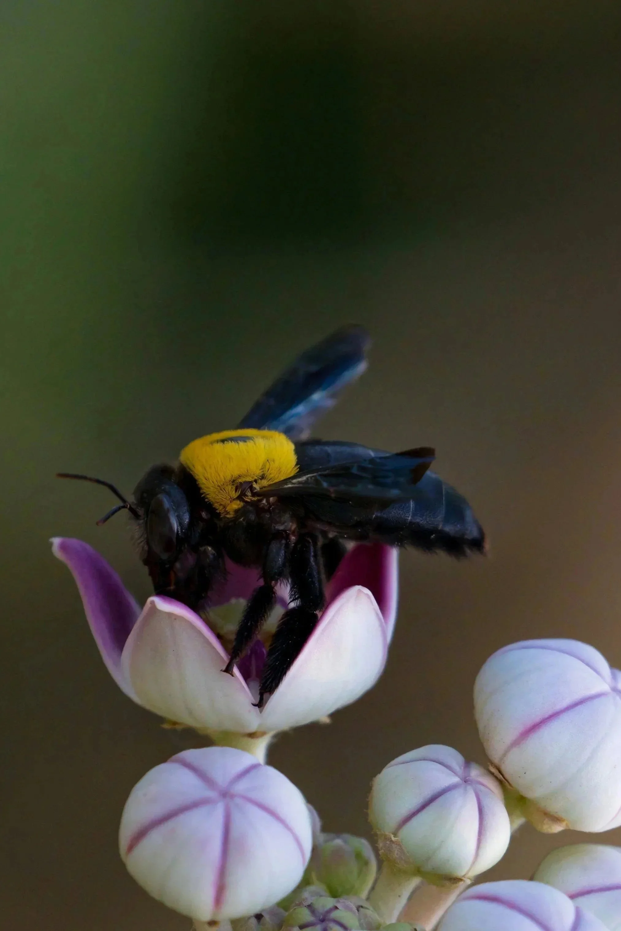 ADVISOR &amp; STRATEGY