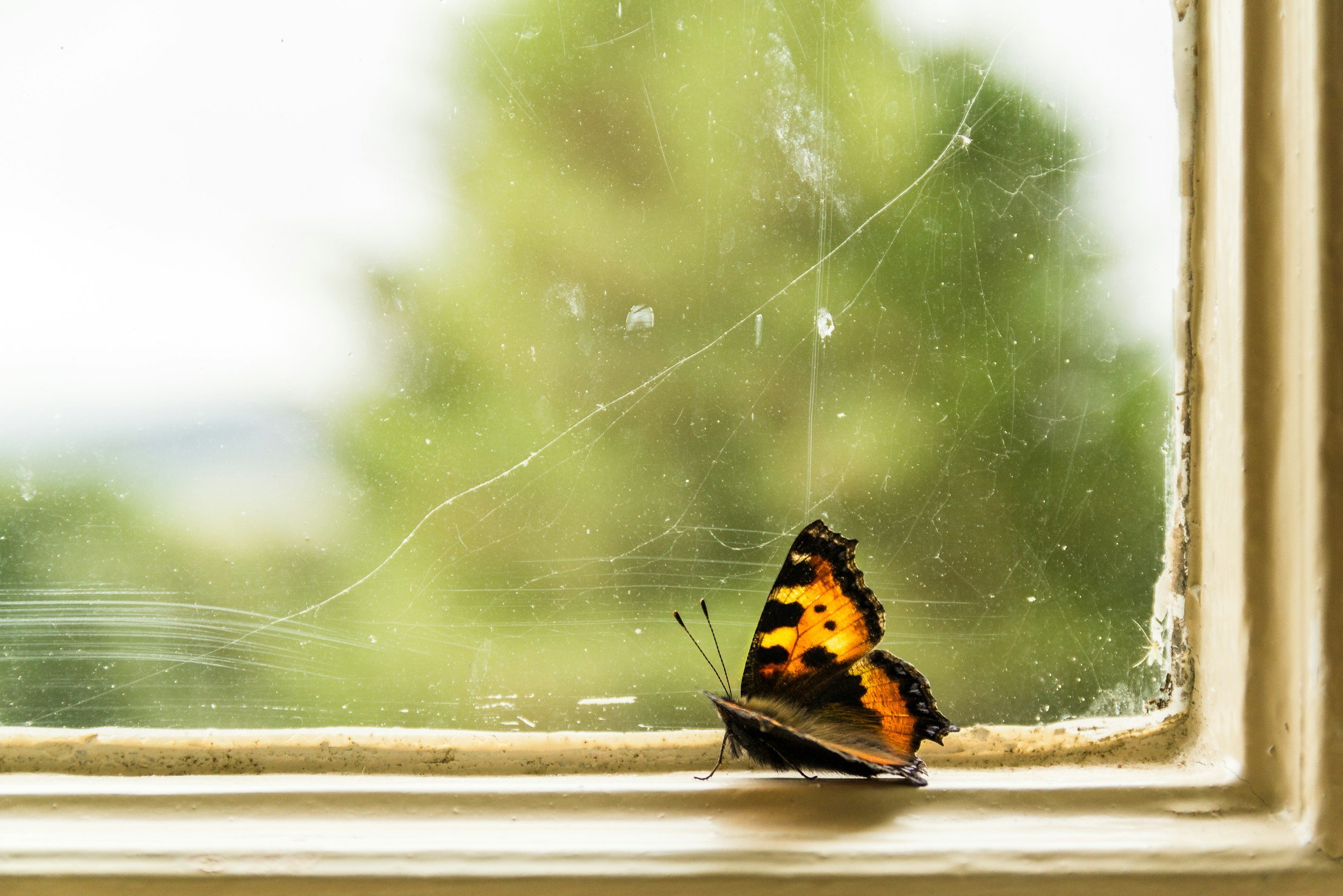 An orange and black butterfly rests on a spider web stretched across a sunlit window pane
