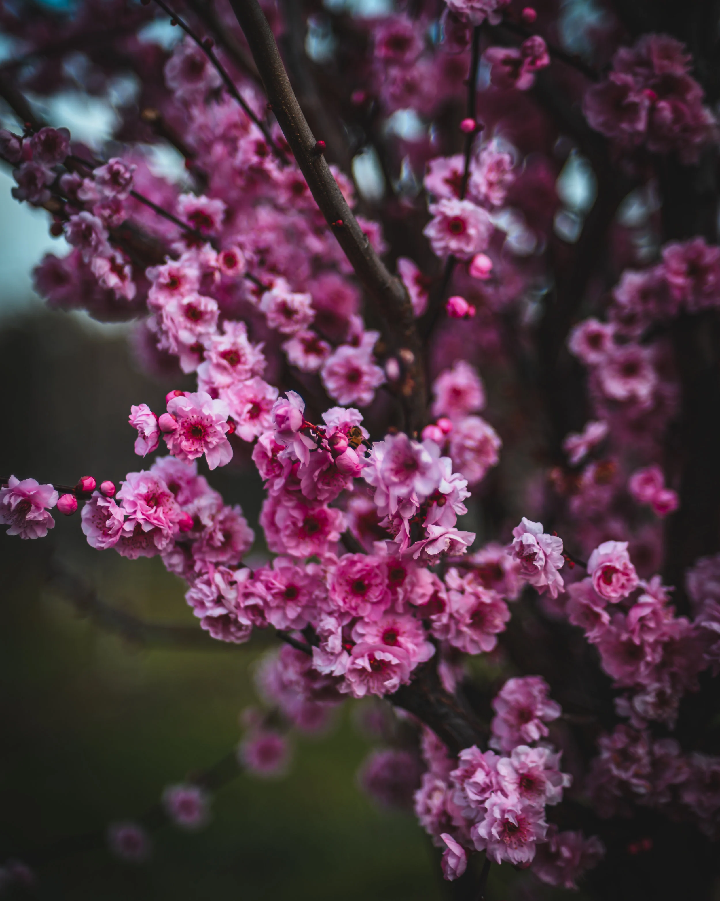 20190821_PrunusXBlireana_OR_BD-03.jpg