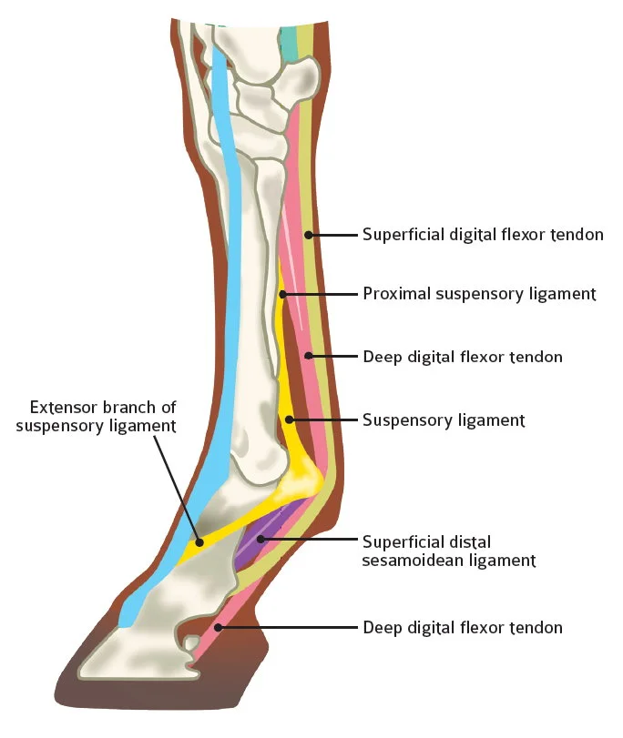DIAGRAM OF HORSES LOWER LIGAMENTS AND TENDONS