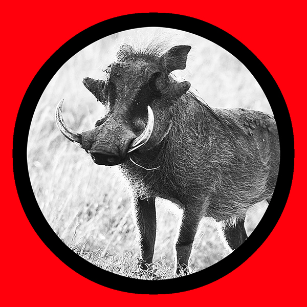 SPIRIT ANIMALS / THE WILD BOAR — The Awakenist