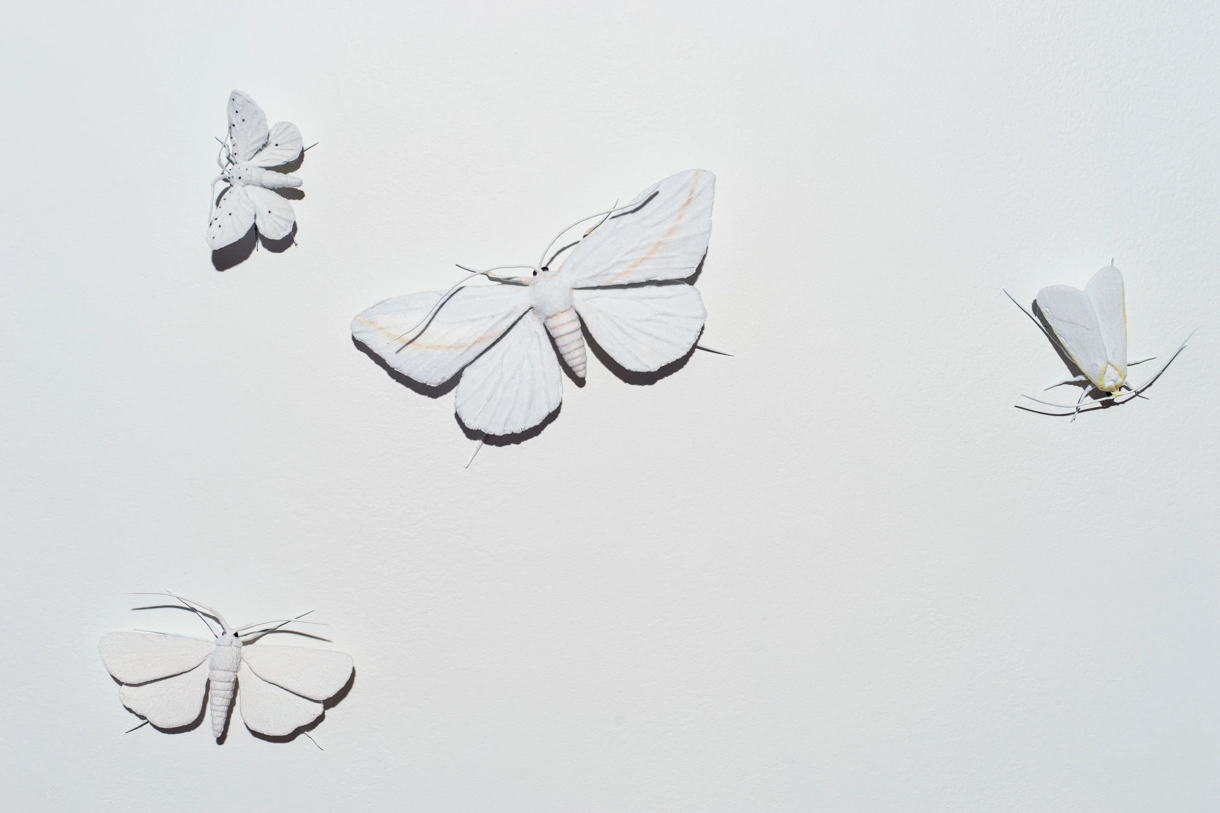 ET Moths Installation-4.jpg