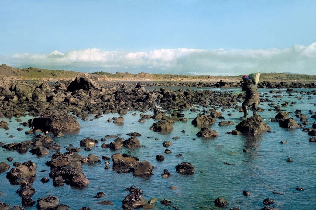 Fiona Clark, Ken Matuku Collecting on Kūnene, Waiongona, 26/06/1980. Collection of The Dowse Art Museum.