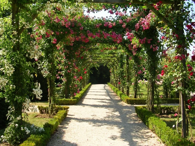 A Rose Is a Rose Is a Rose