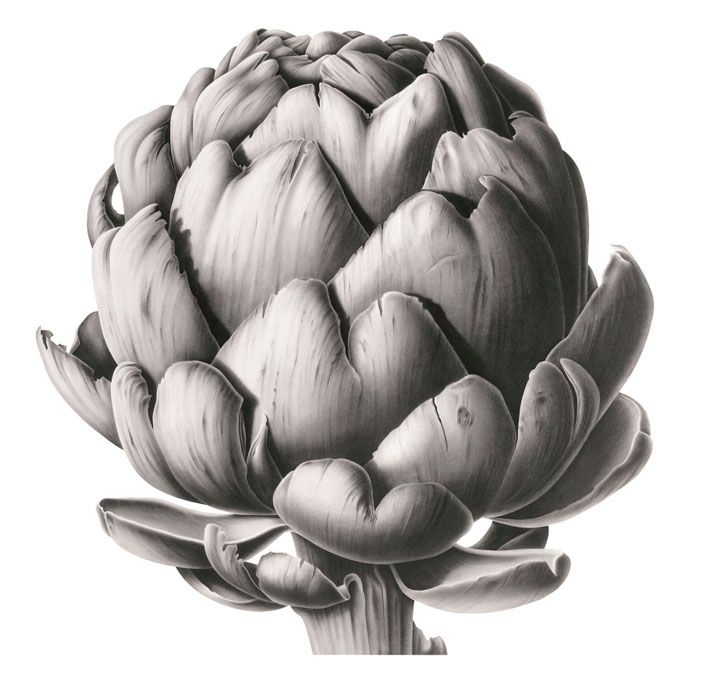 Artichoke Head in Charcoal - Susannah Blaxill.jpeg