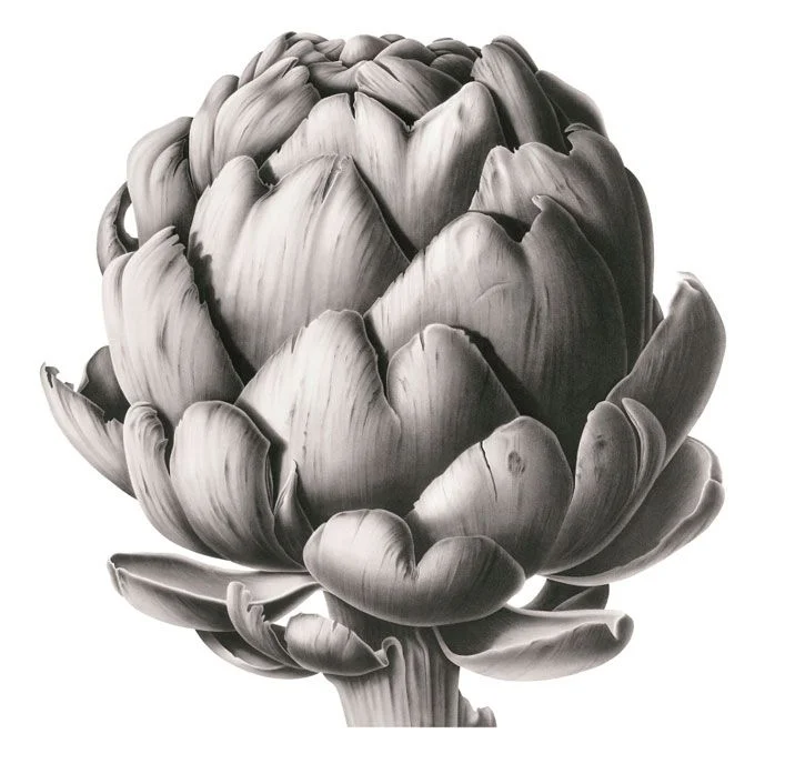 Artichoke Head in Charcoal - Susannah Blaxill.jpeg