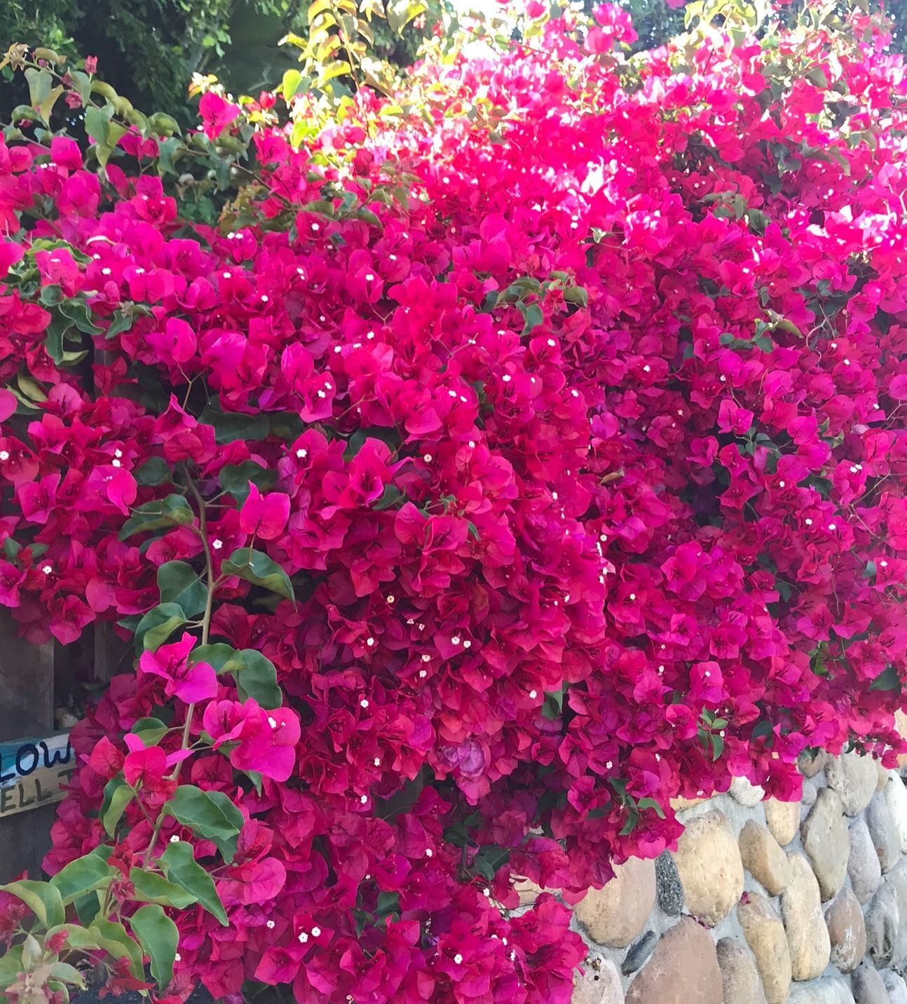 Peace lives
in the dappled sun&nbsp;
under the bougainvillea.
I can always find it there.
I found it once
reading a book against a stone wall&nbsp;
in Mexico City.
The bougainvillea watched from above.
Even today,
the ever-beaming bush
down the stree