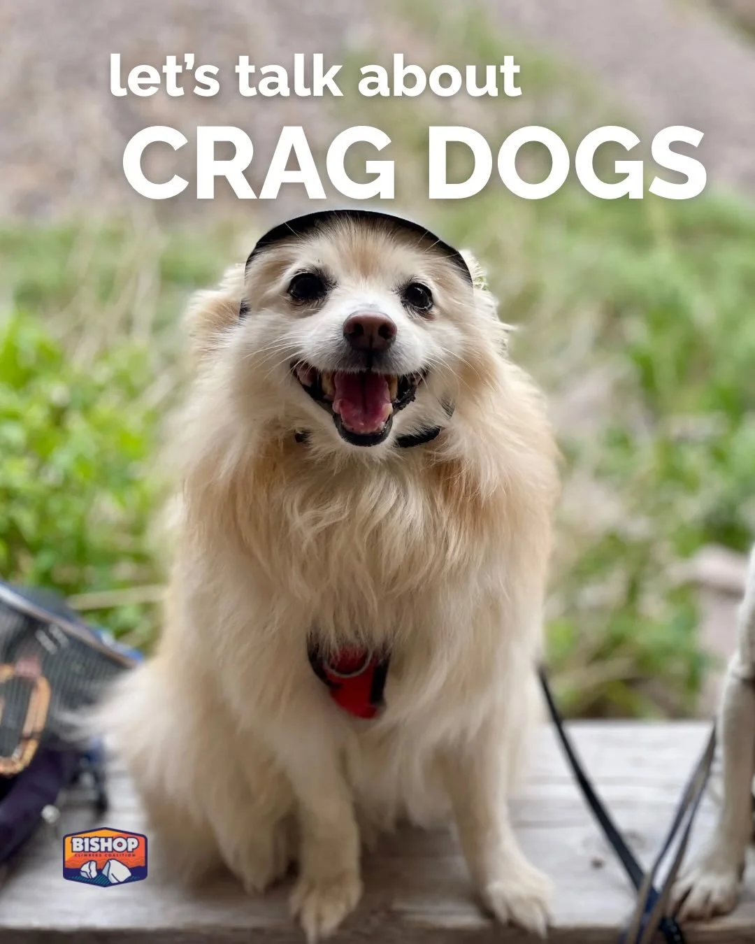 🐾 Let&rsquo;s Talk About Crag Dogs 🐾

TL;DR: Not all dogs make good crag dogs. Be honest with yourself about your dog&rsquo;s behavior. Don&rsquo;t make your pet everyone else&rsquo;s problem. If you bring your pup, pack out waste, keep them leashe