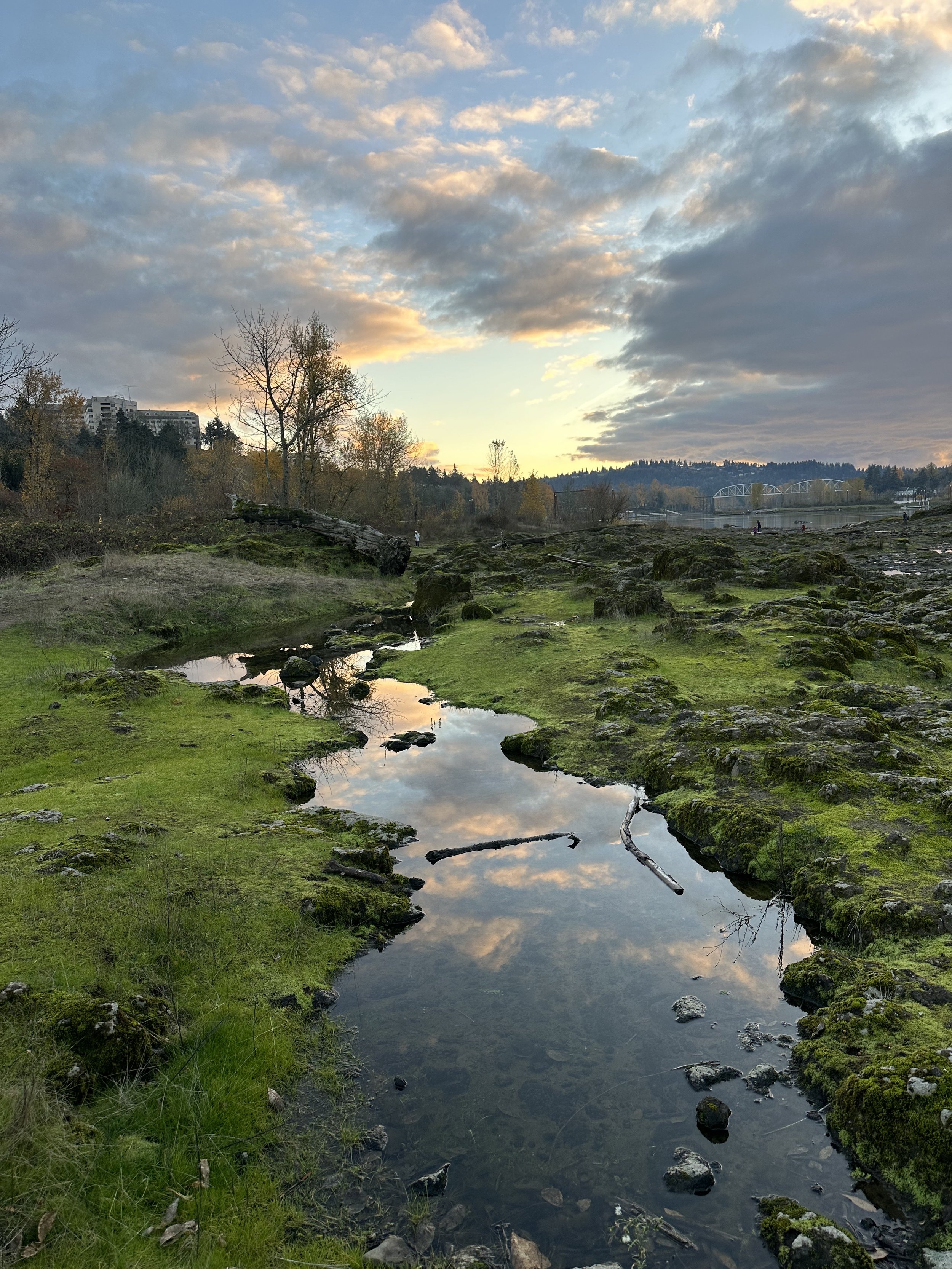 Elk Rock Island Vernal Pools - credit Jennifer Lindsay