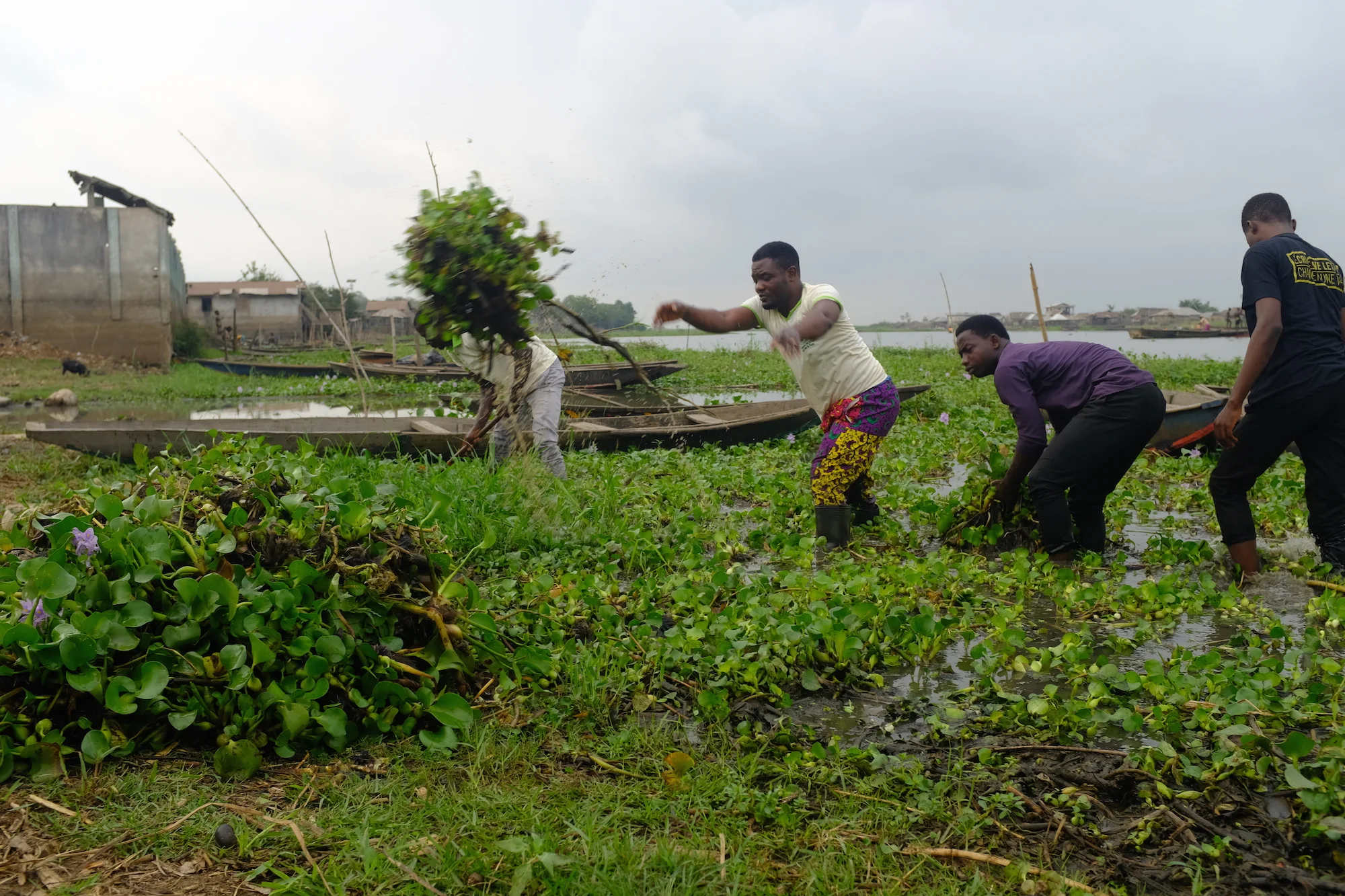 benin-jacinthe-jevev-recolte-BD.jpg