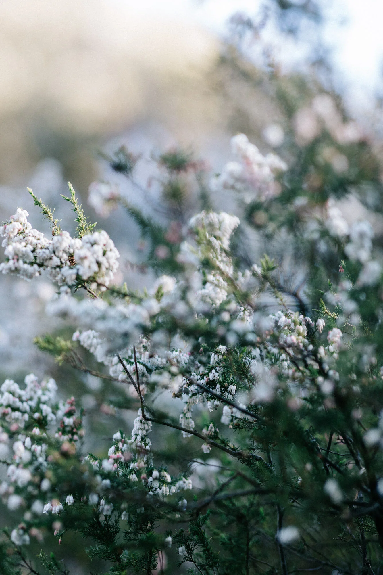 Metta_Winter 2019_low res-264.jpg