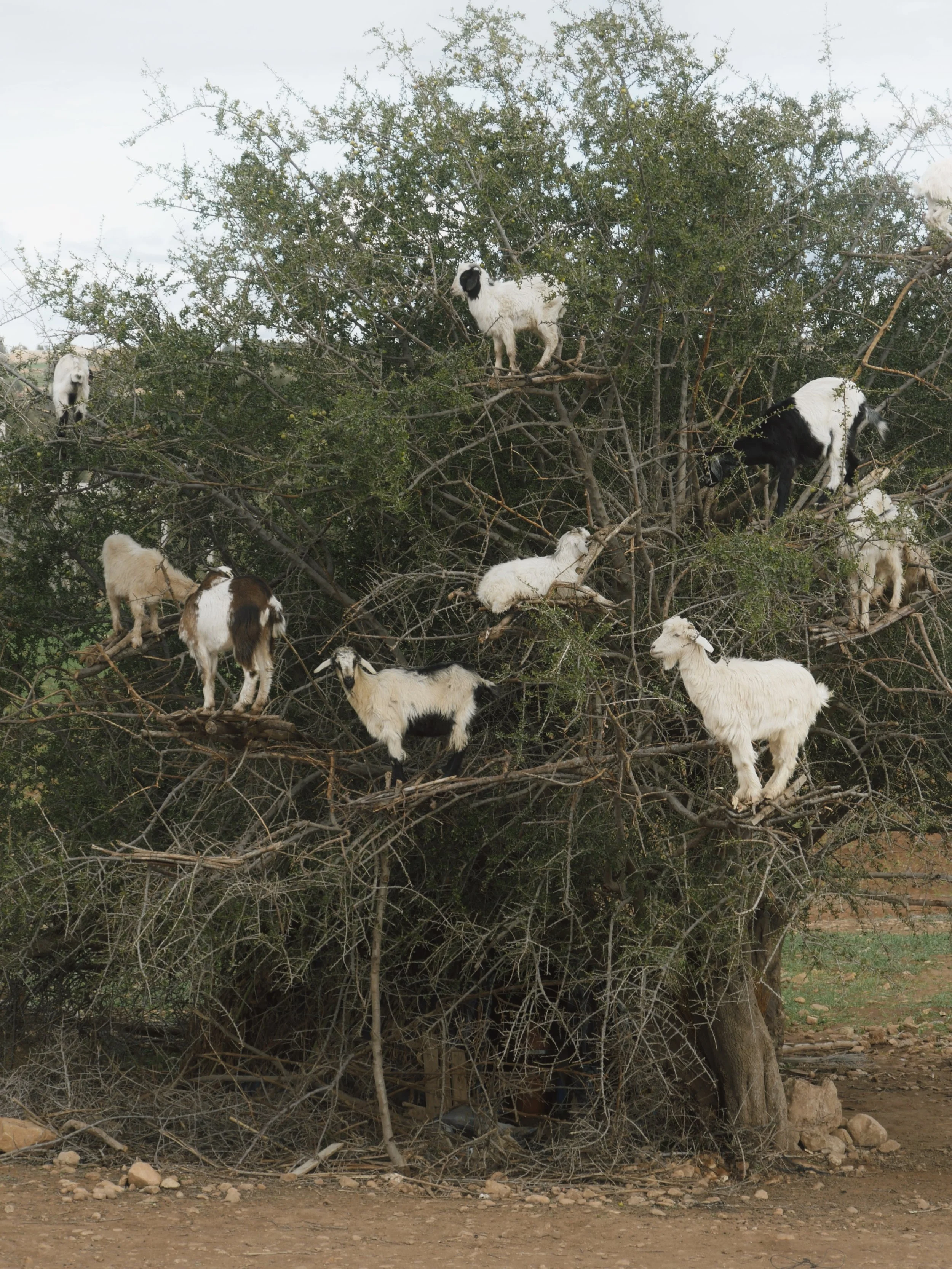 MOROCCO GOATS.jpg