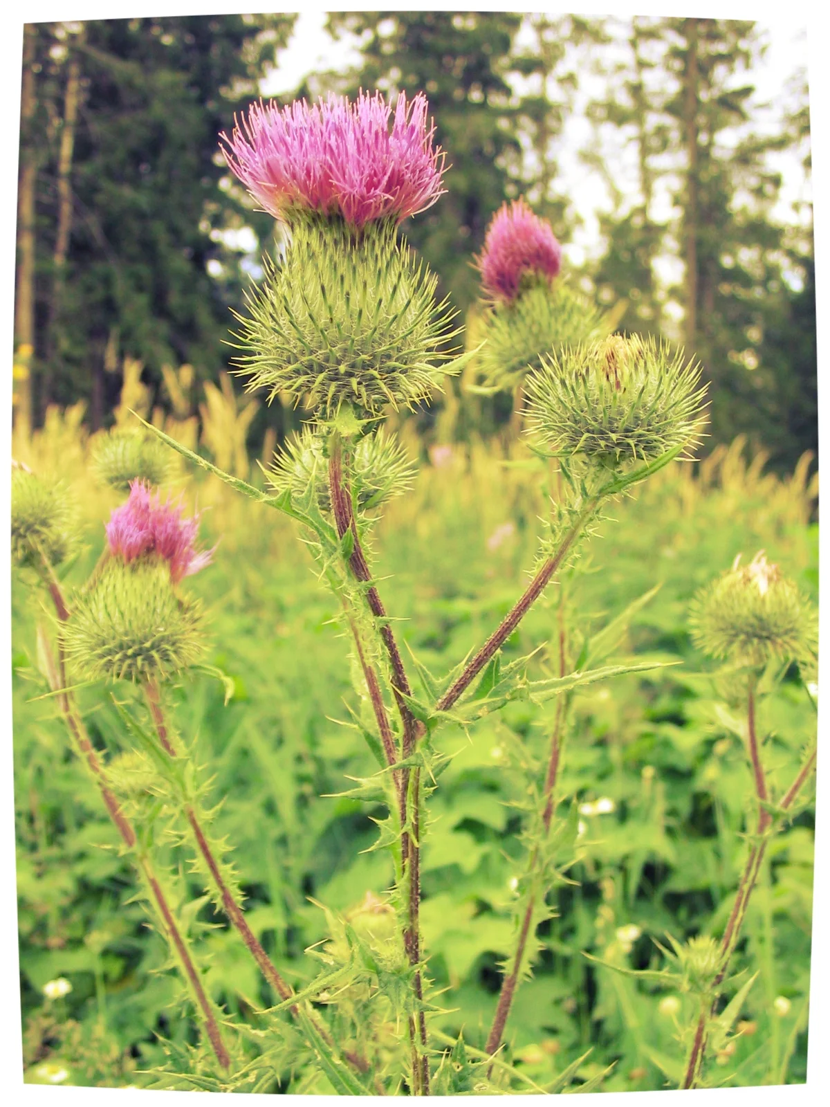 Scottish_thistle.jpg