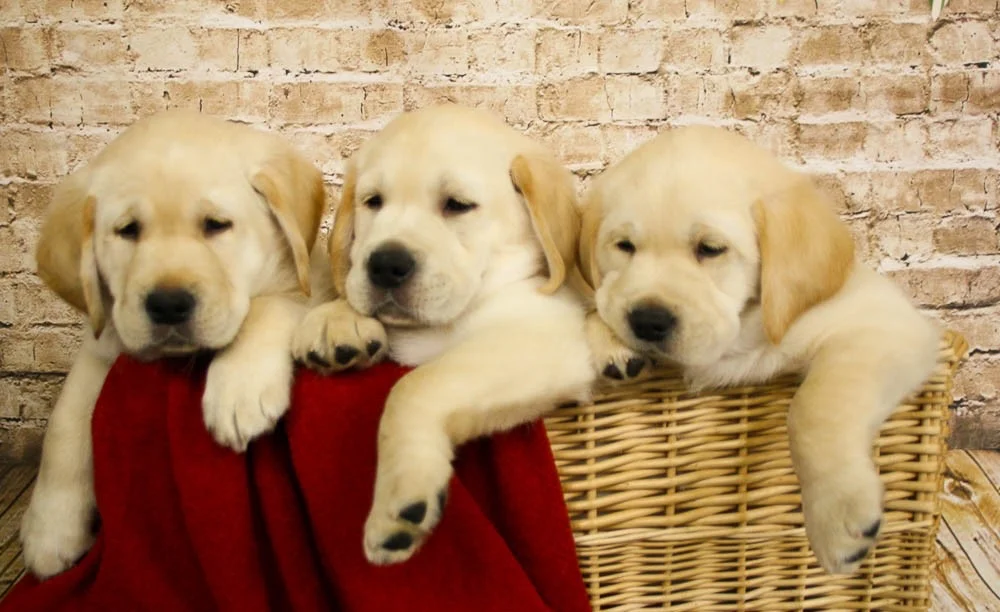 Puppies in the basket 10-0344.jpg