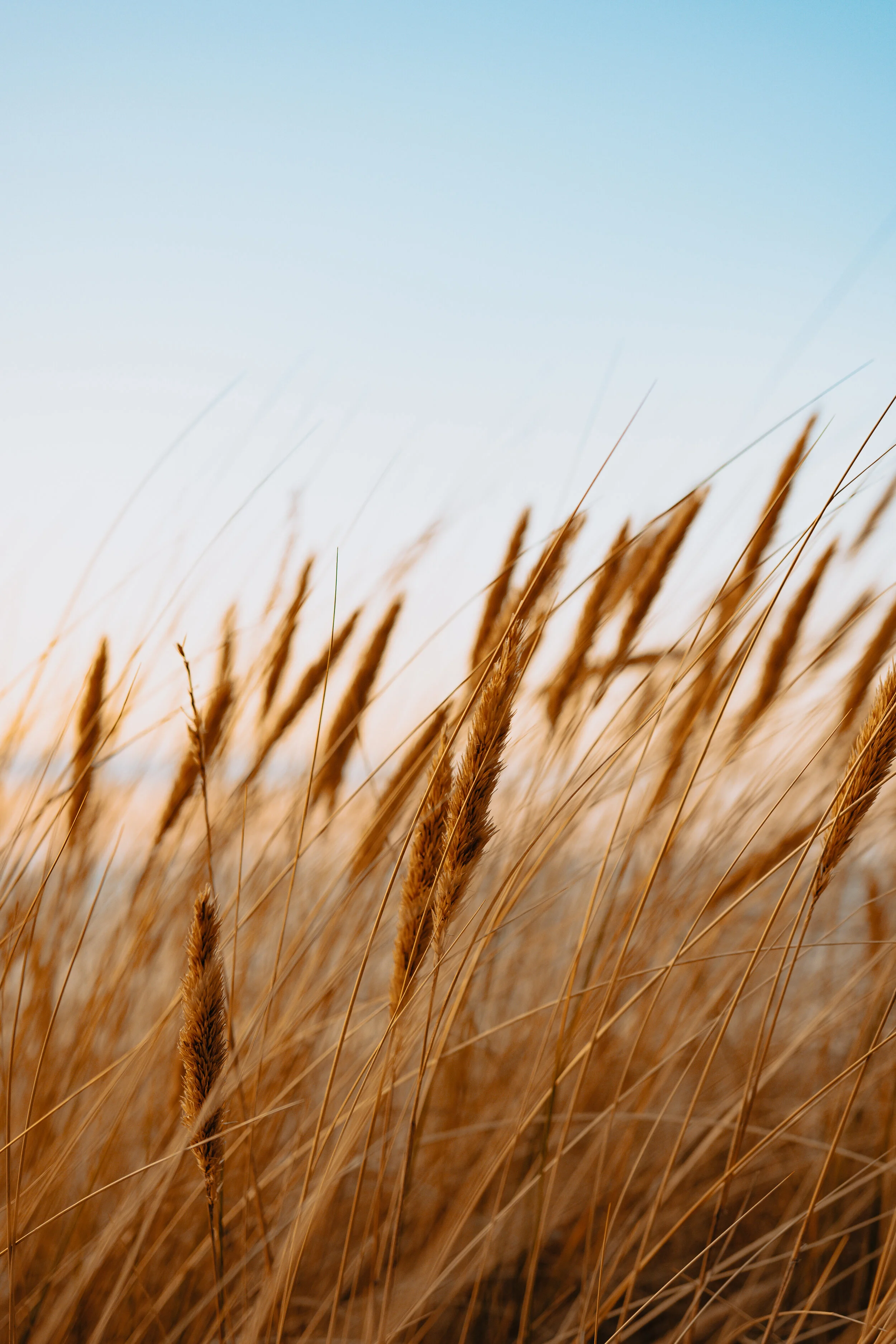 What is emotional resilience?
