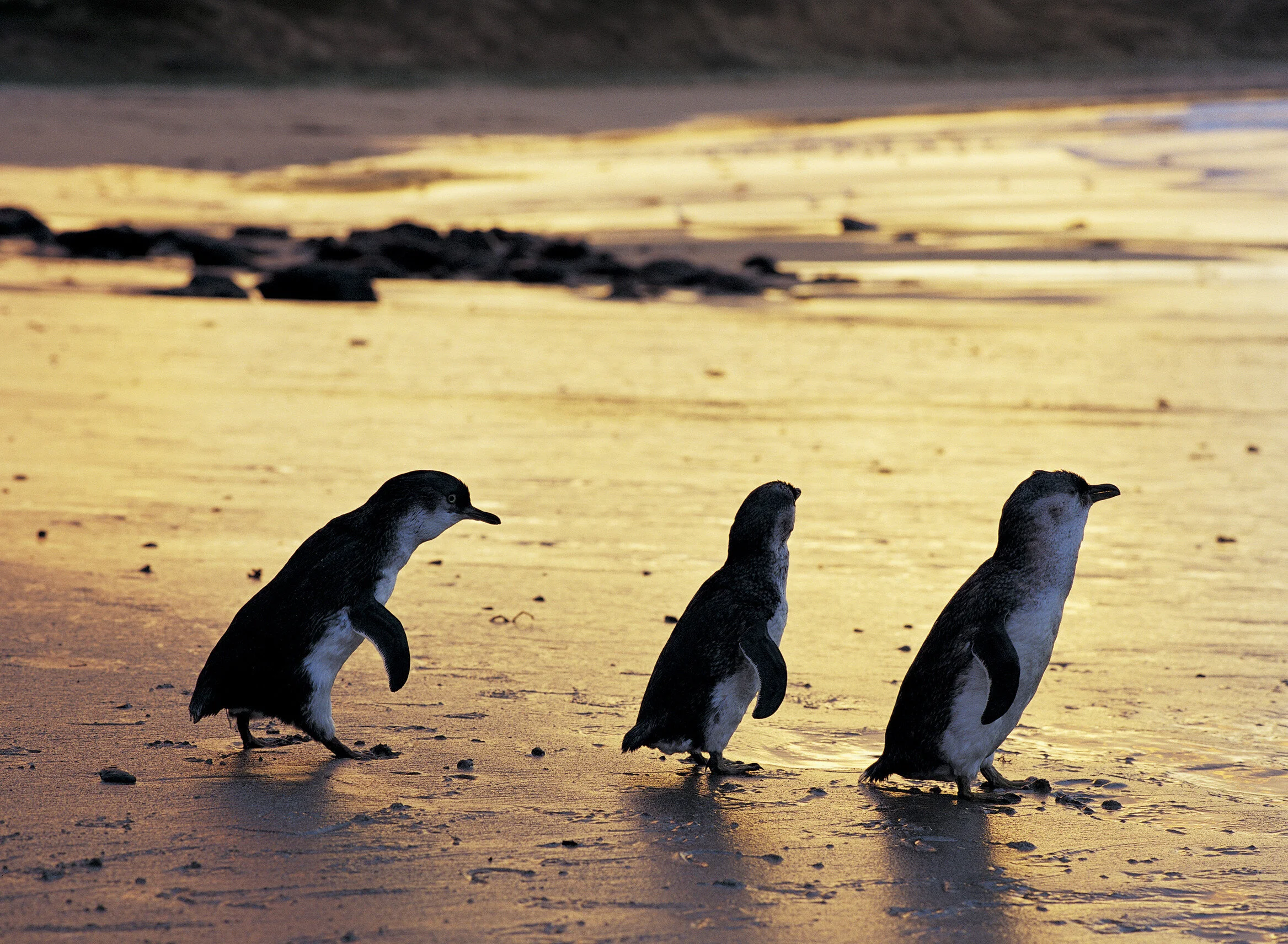 Virtual Wildlife