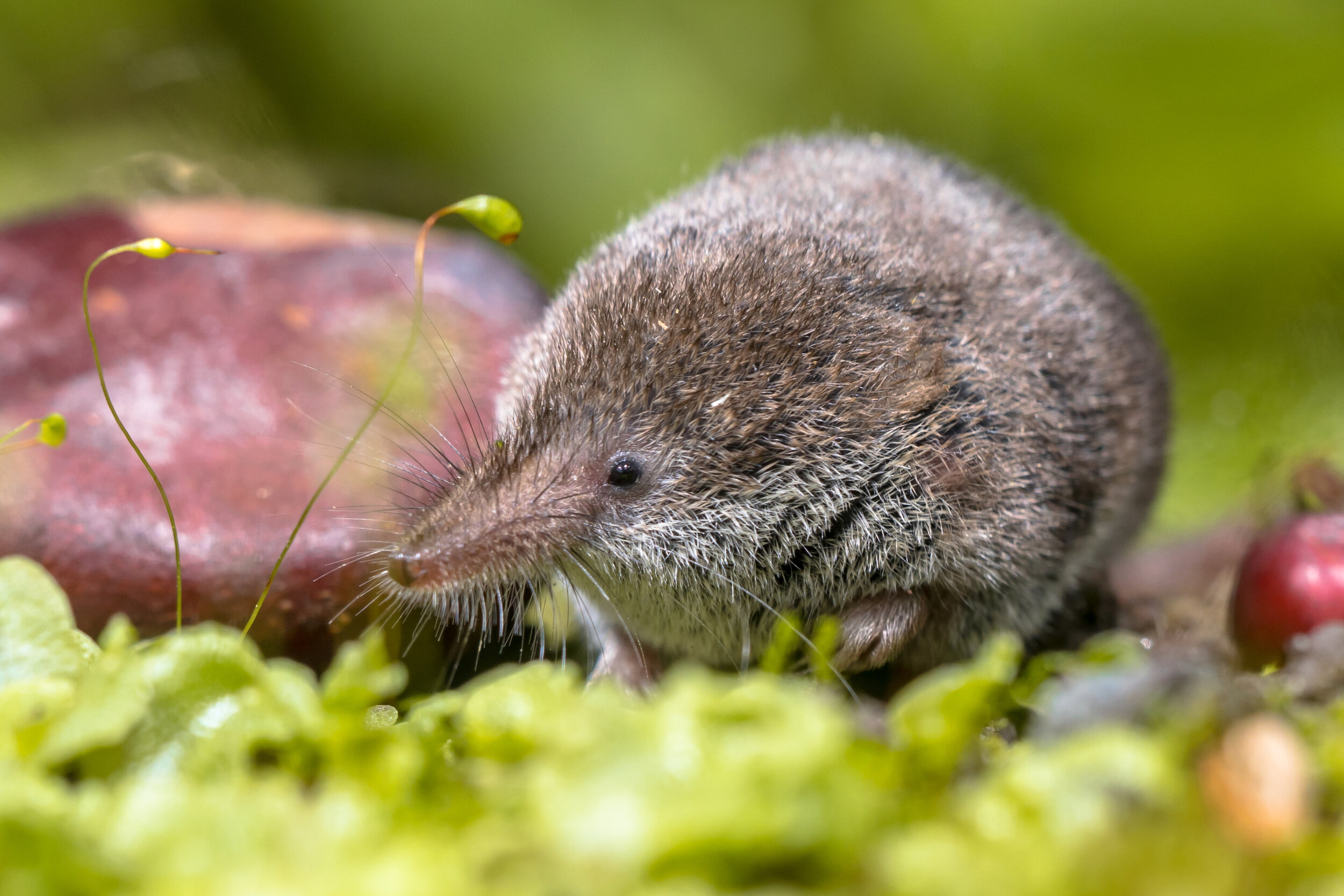 Wildlife Toolkit