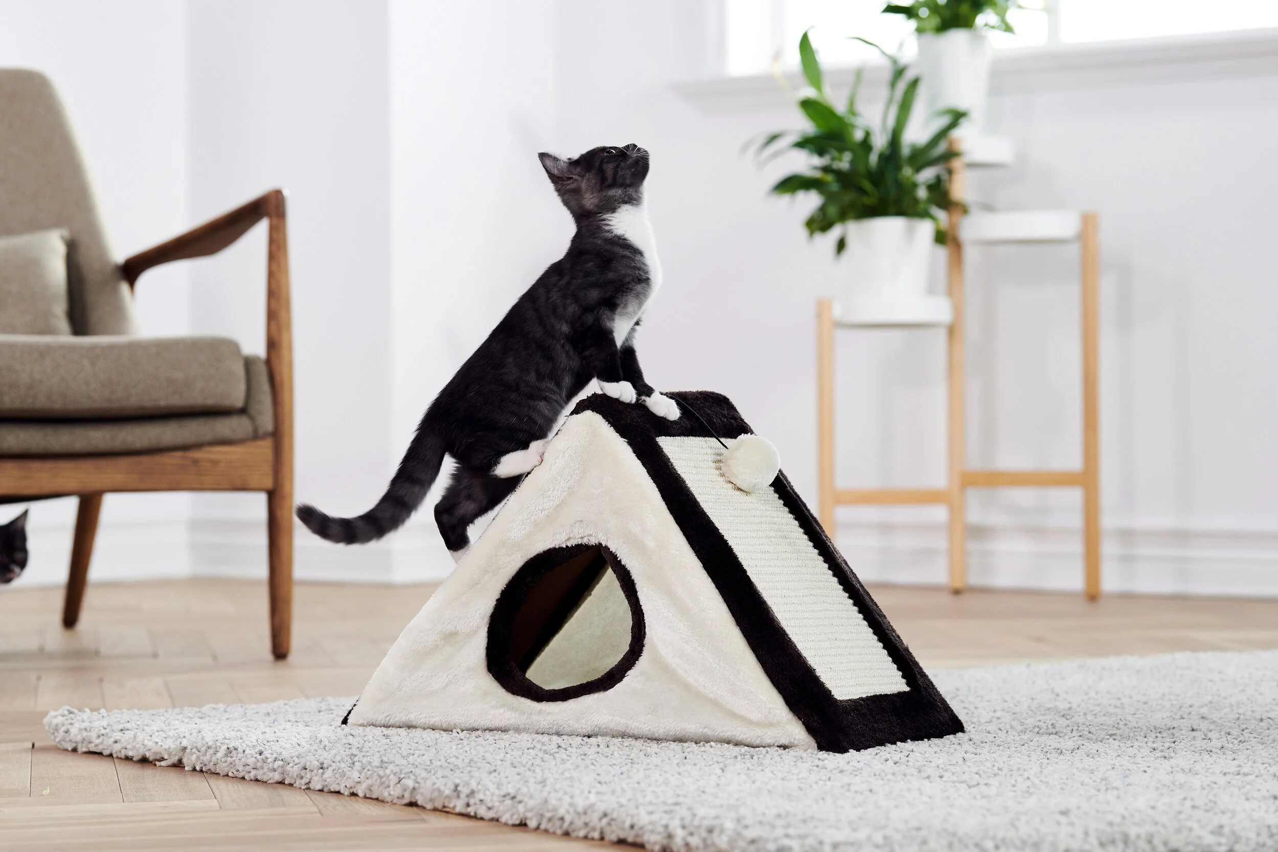 Keep your pet fit