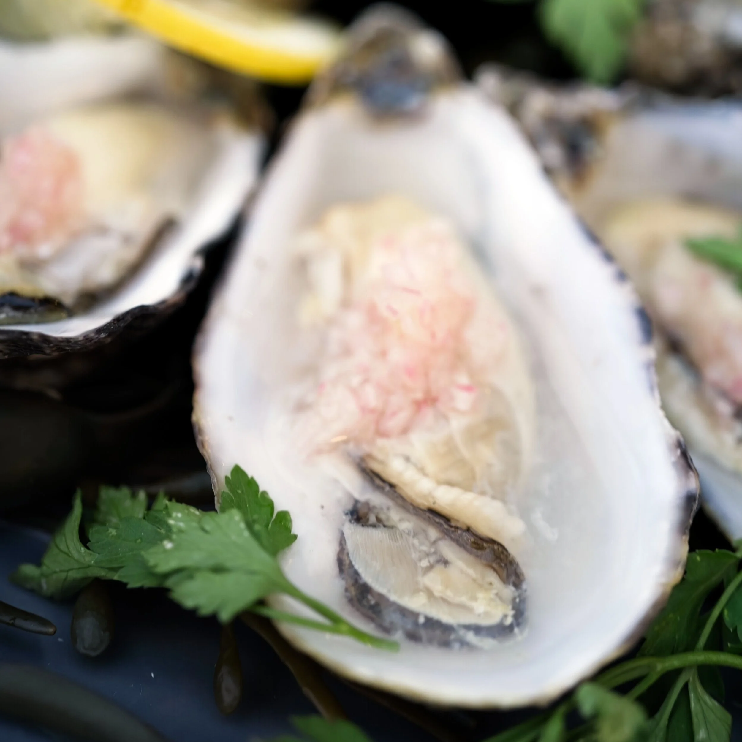 Catherine Fulvio - Recipes
