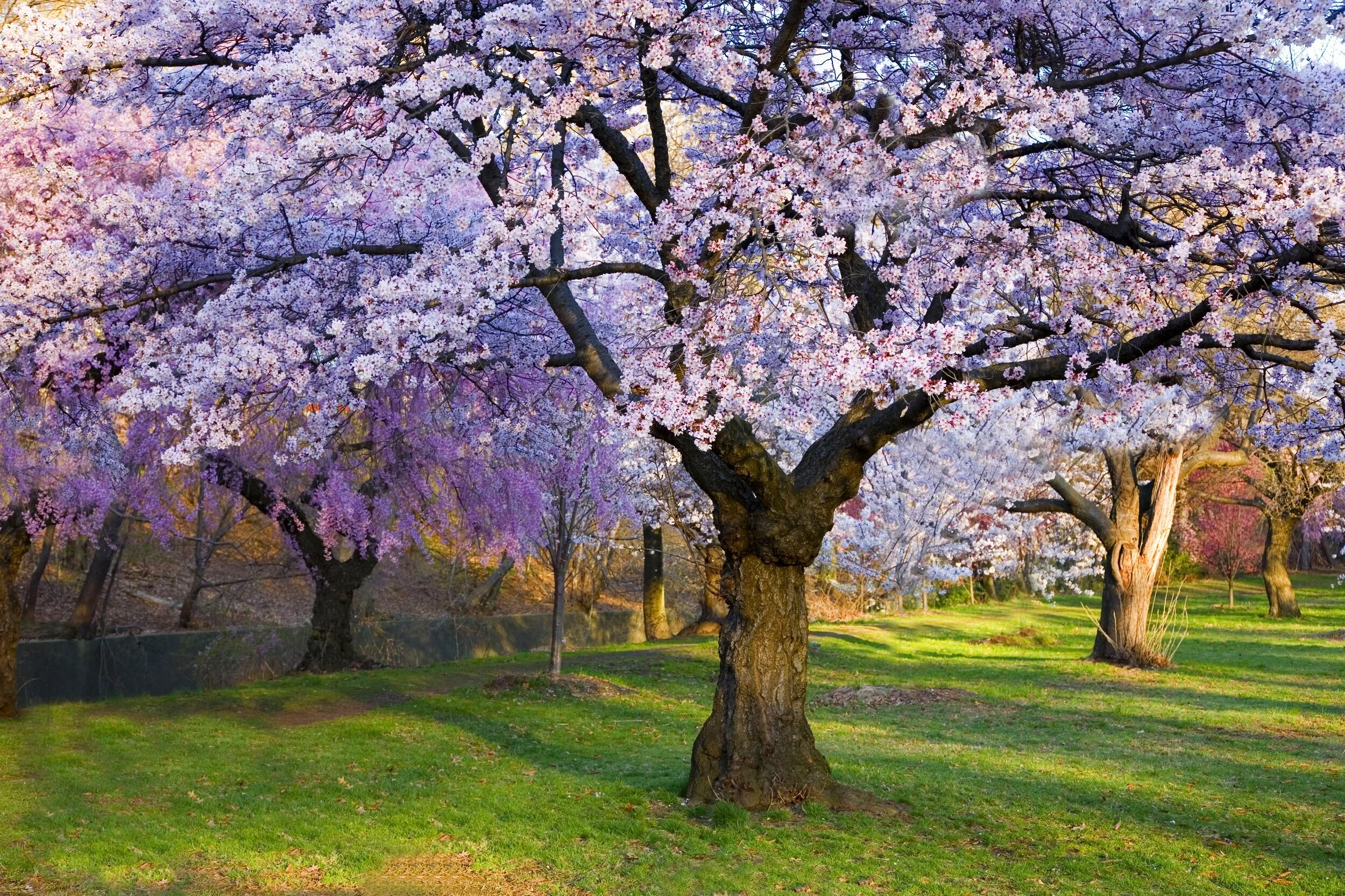 Blossom Season 