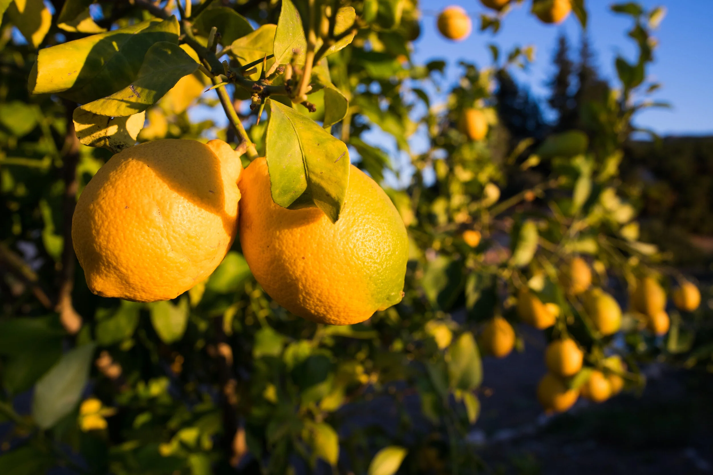Growing Citrus in a Cool Climate 
