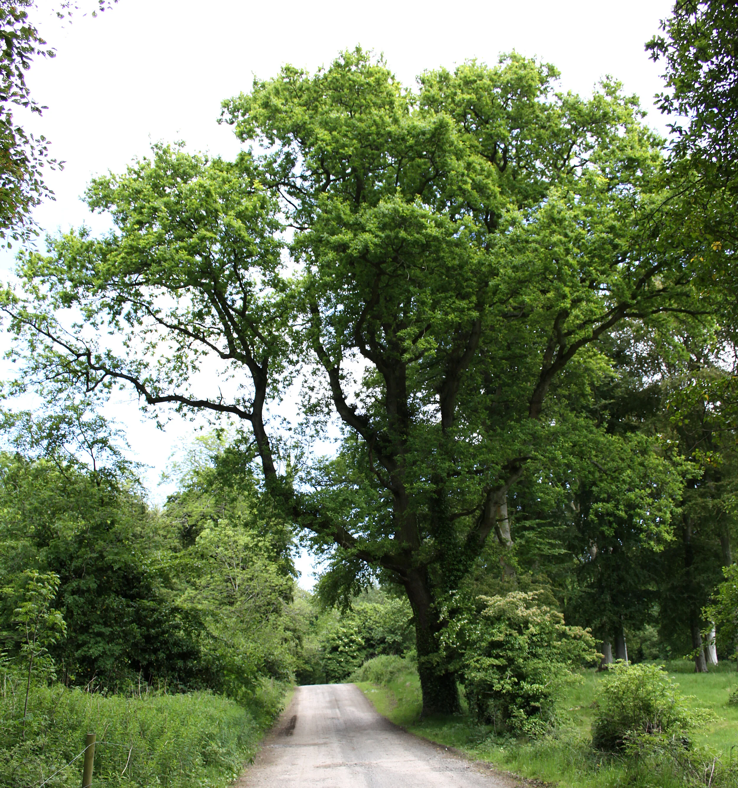 Tree Love