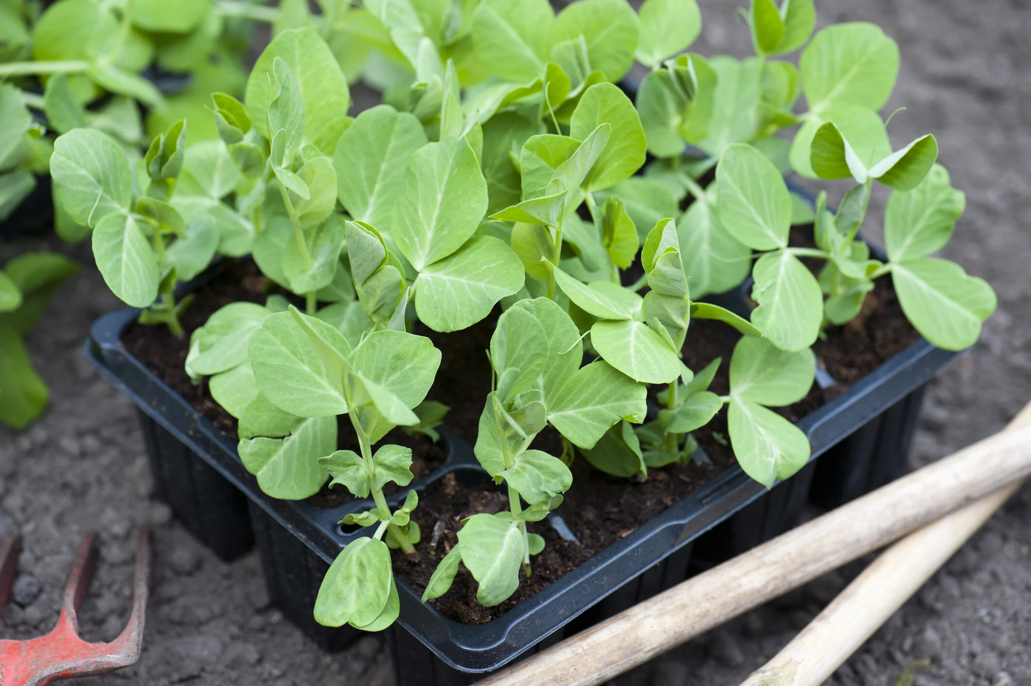 Plug Plants 