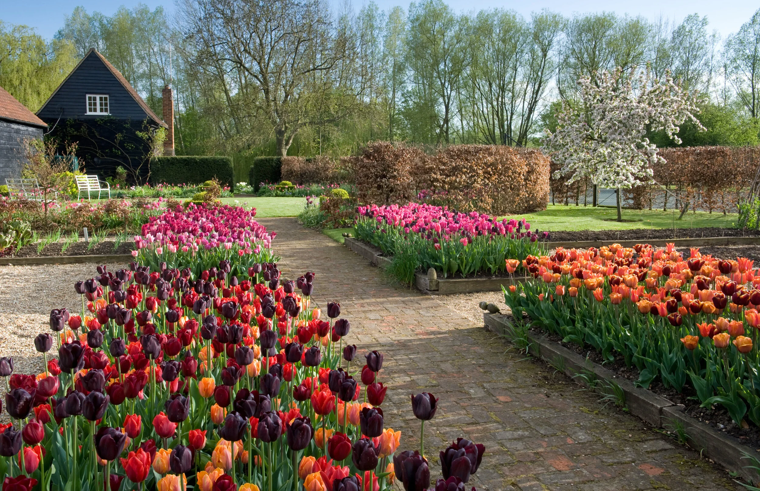 Tulip Trouble 