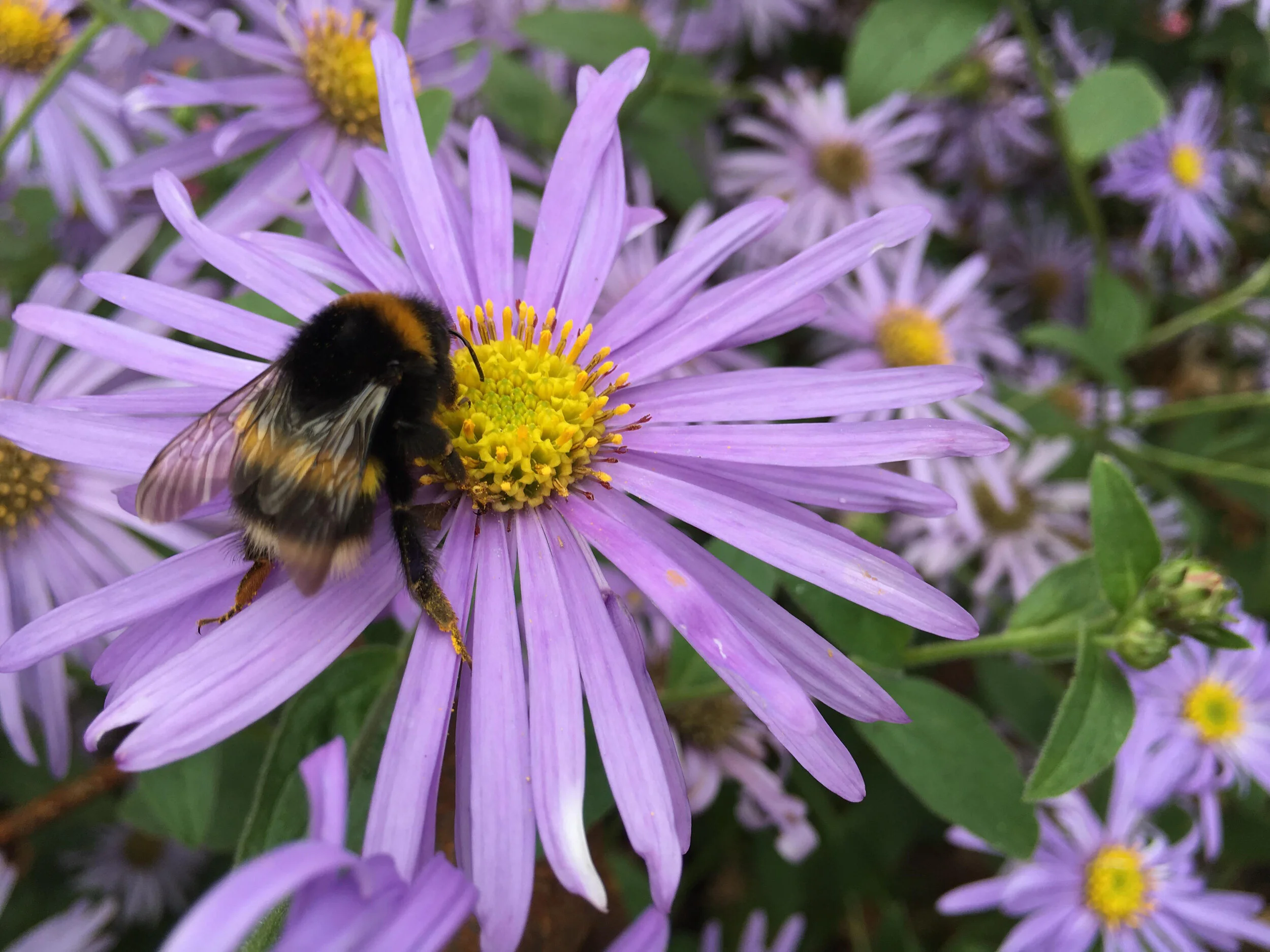 Give Bees a Chance 