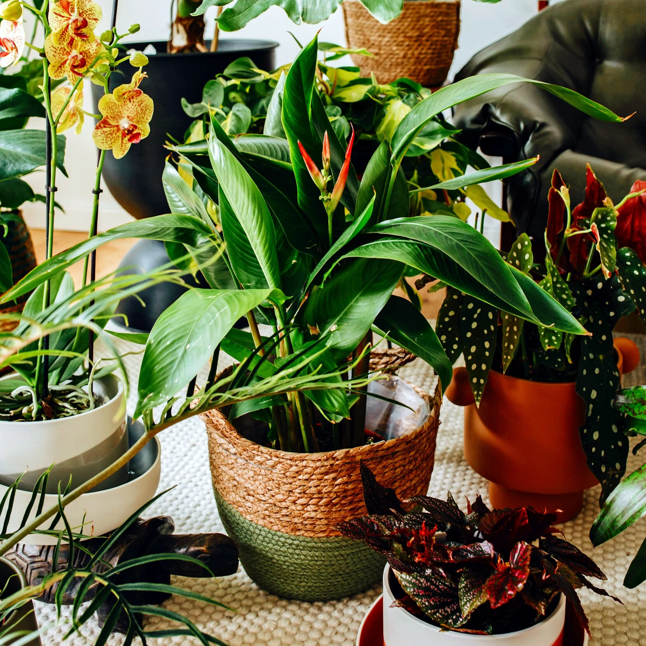 Urban Jungle 