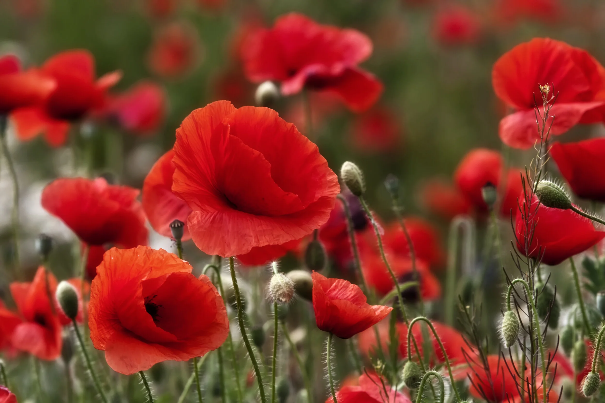 Wildflowers Not Weeds 