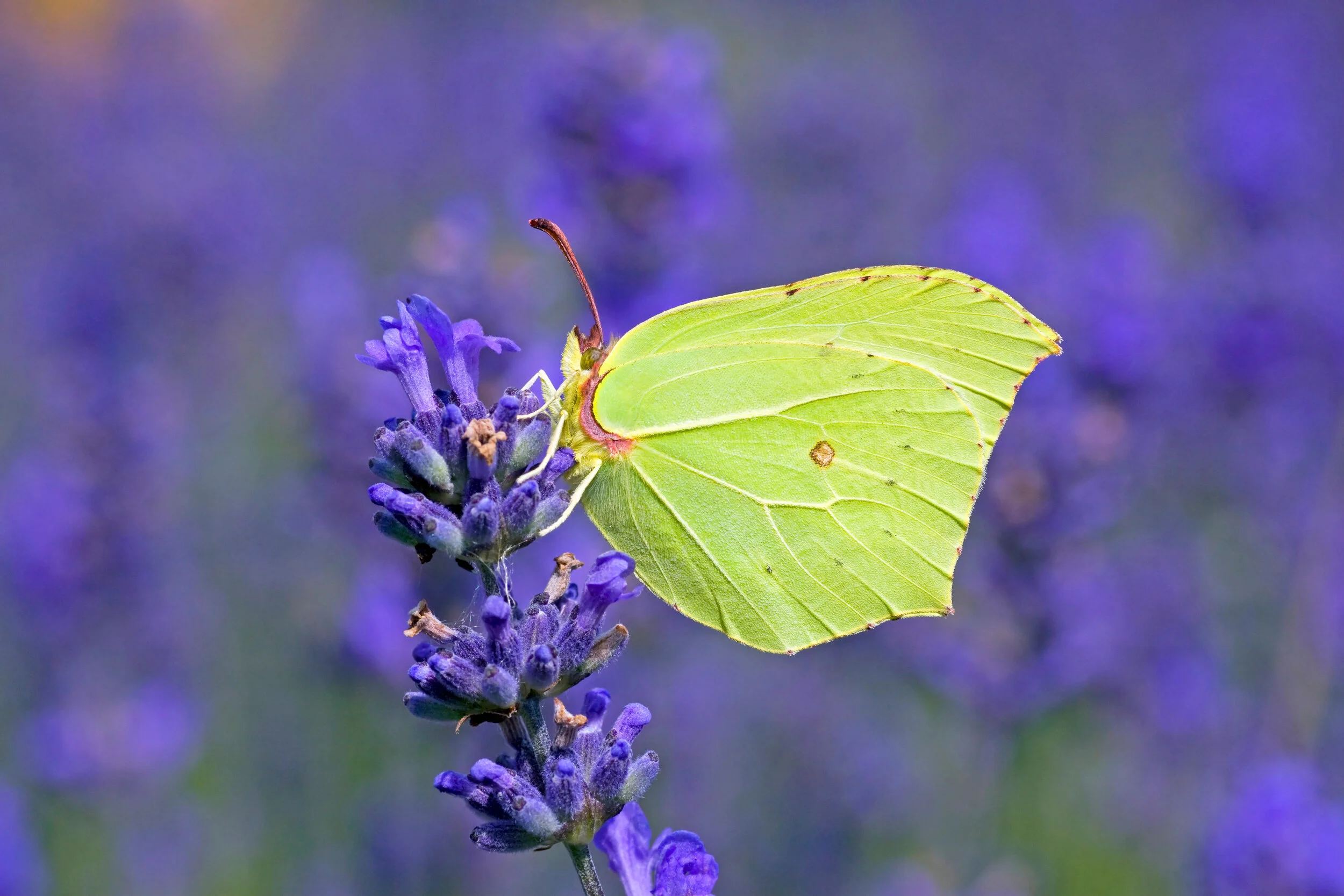 Sweet Butterflies 