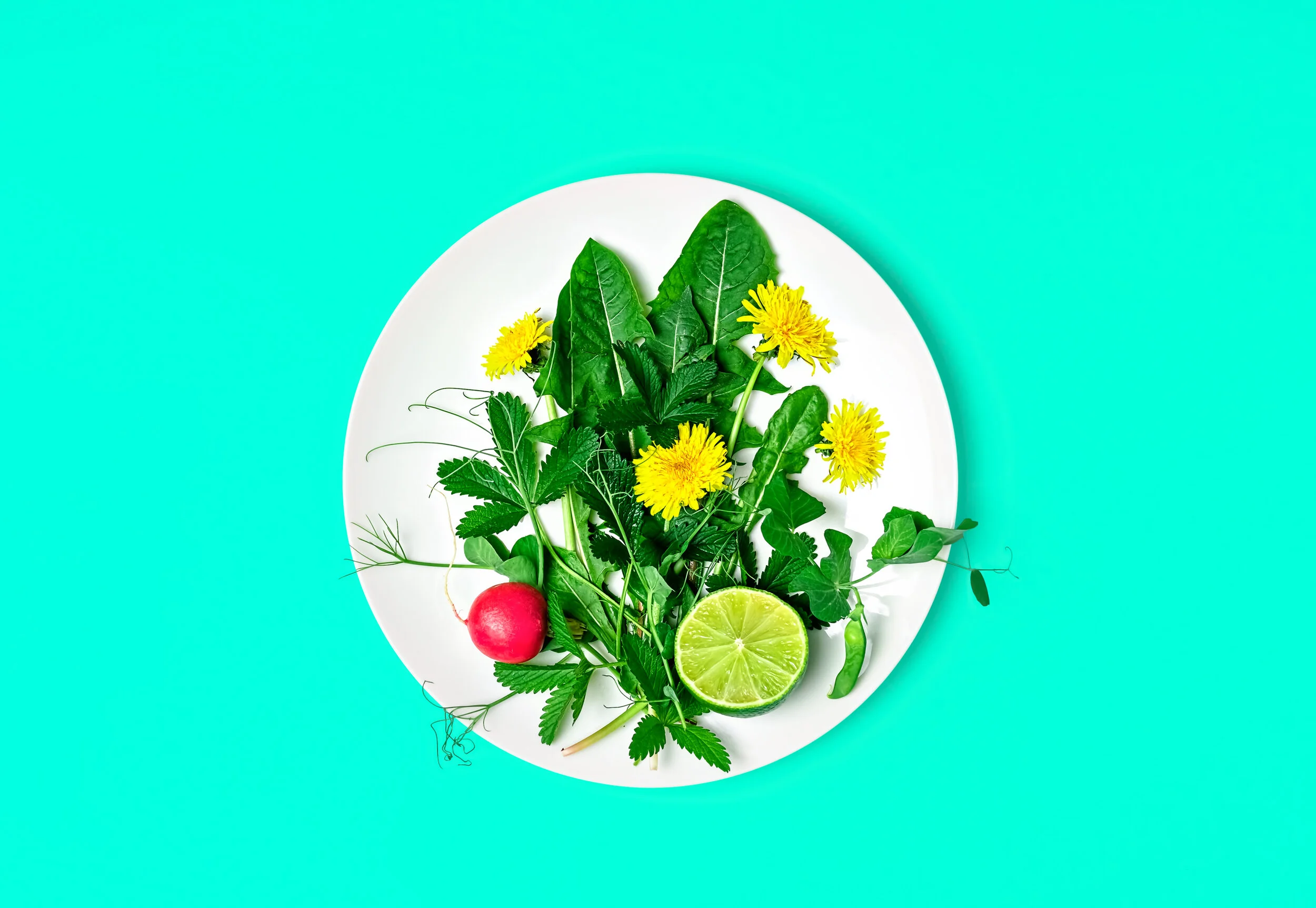 Rewilding Your Garden 