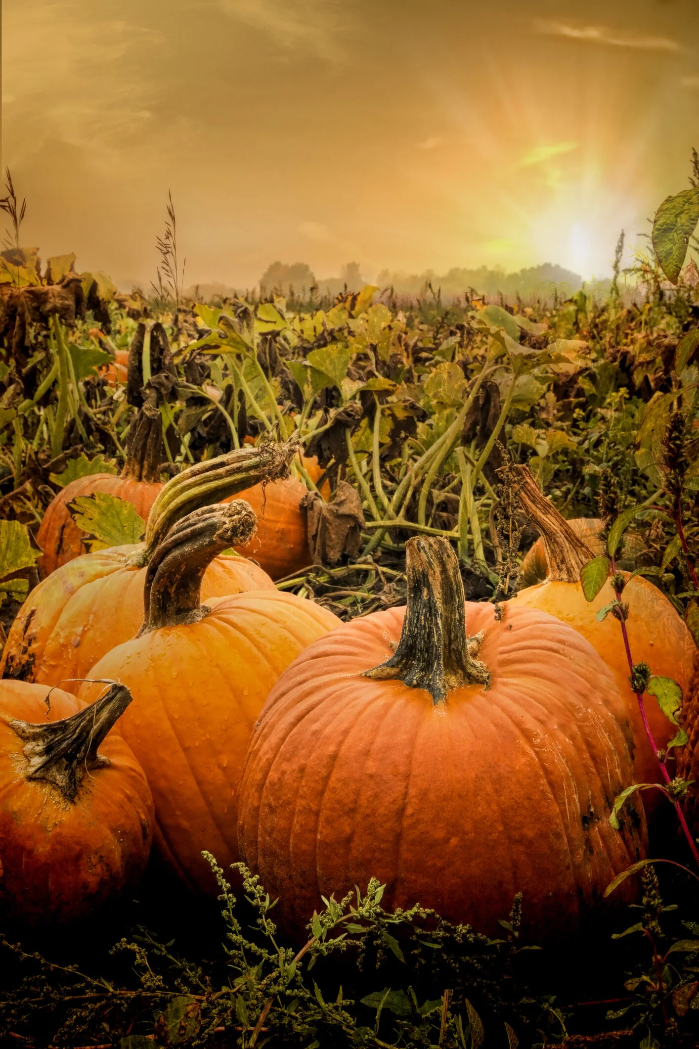 Autumn Activities