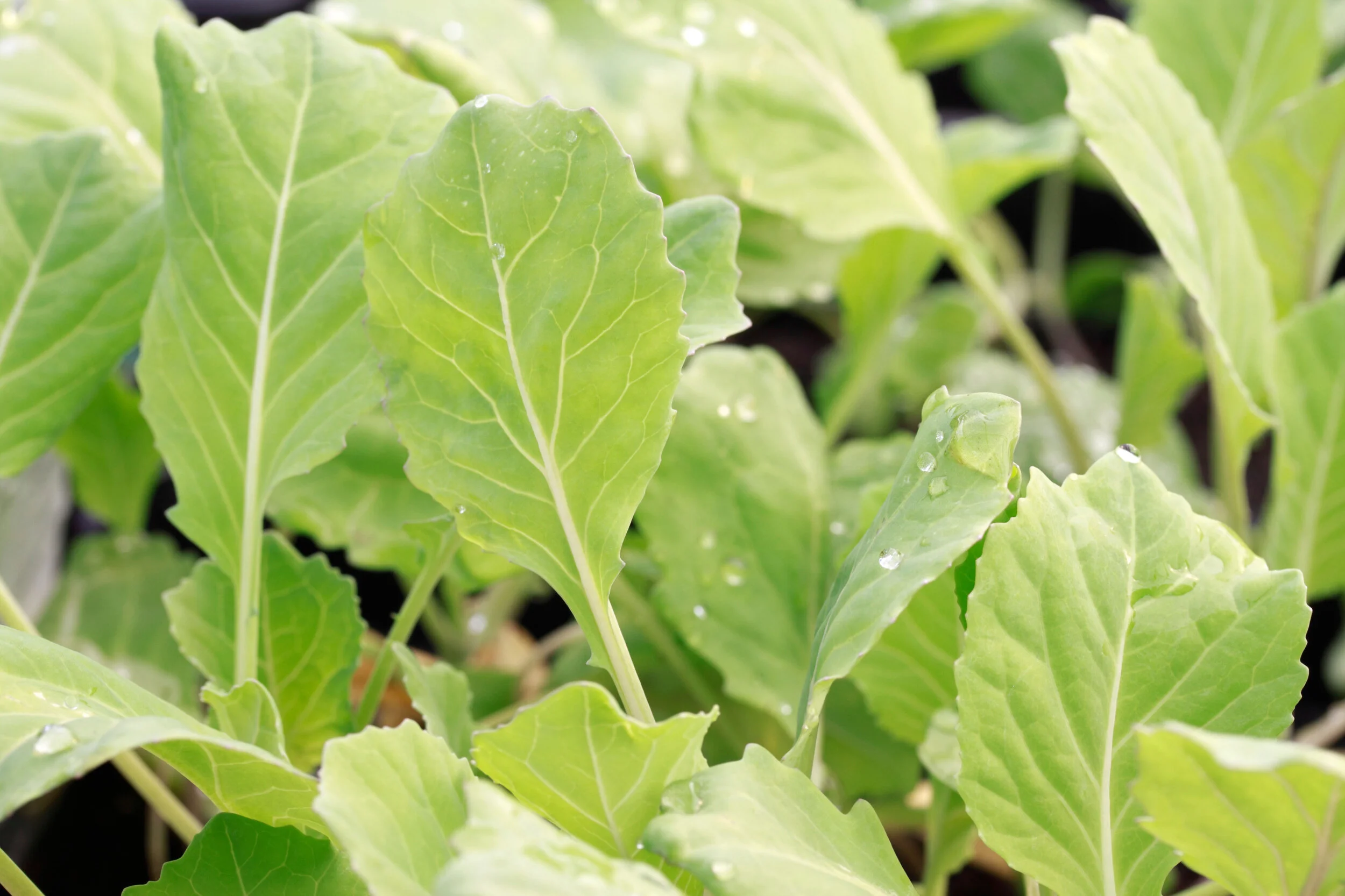 Overwintering Cabbage.
