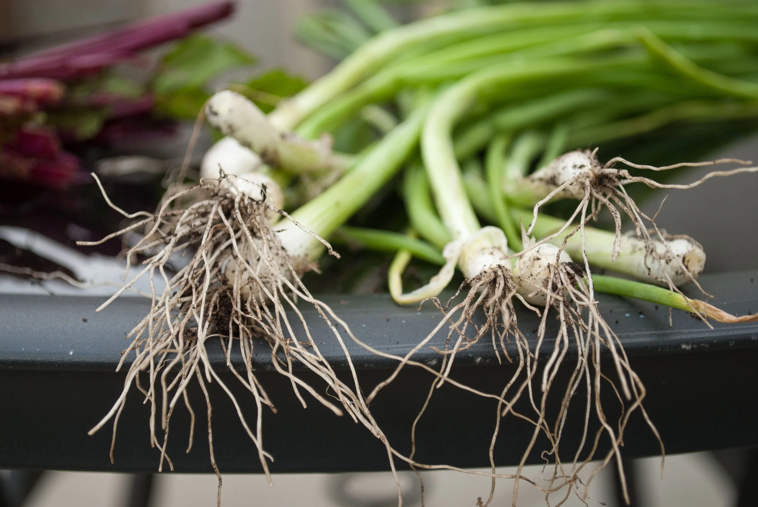 Spring onions