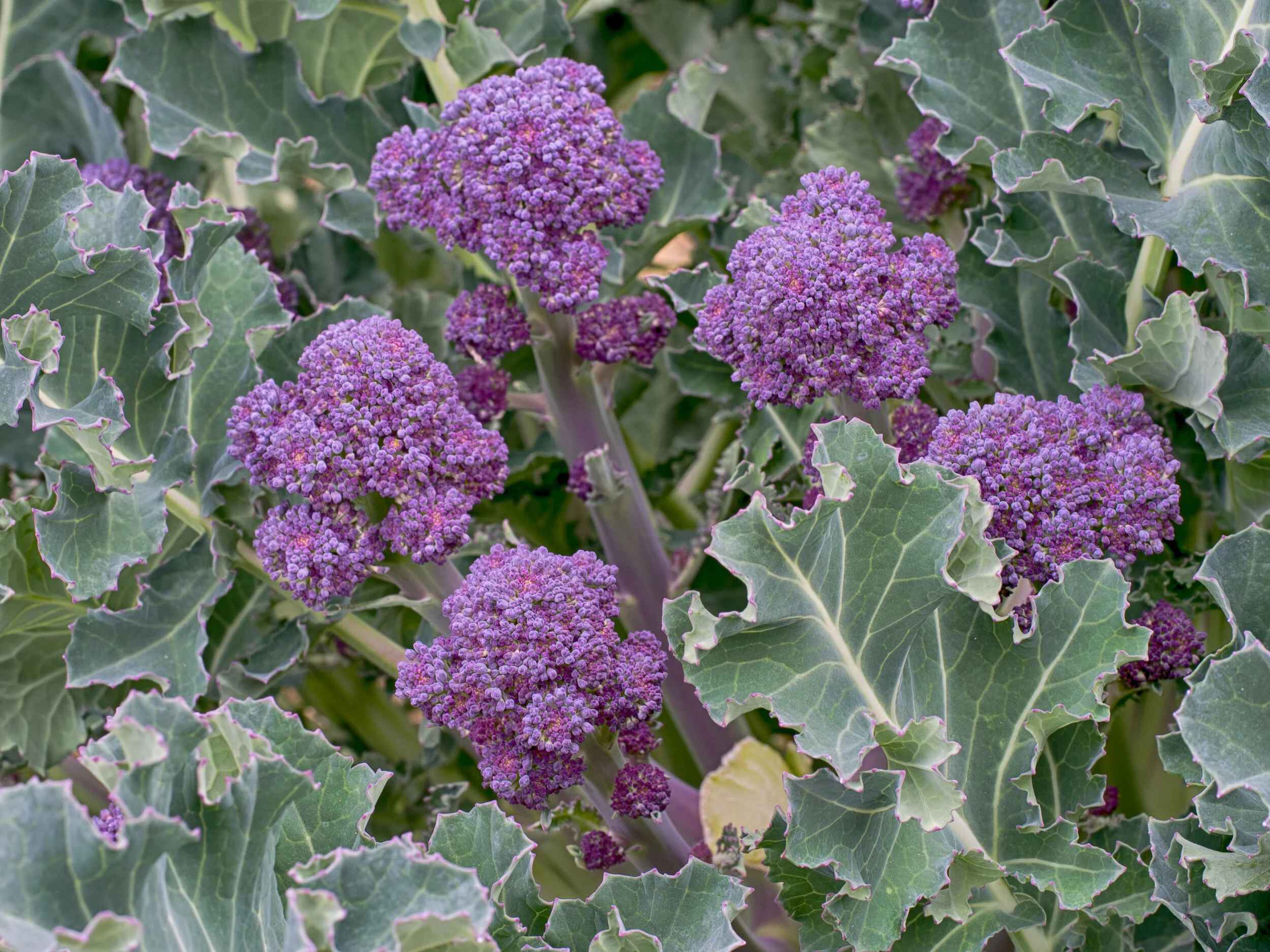 Purple sprouting broccoli 