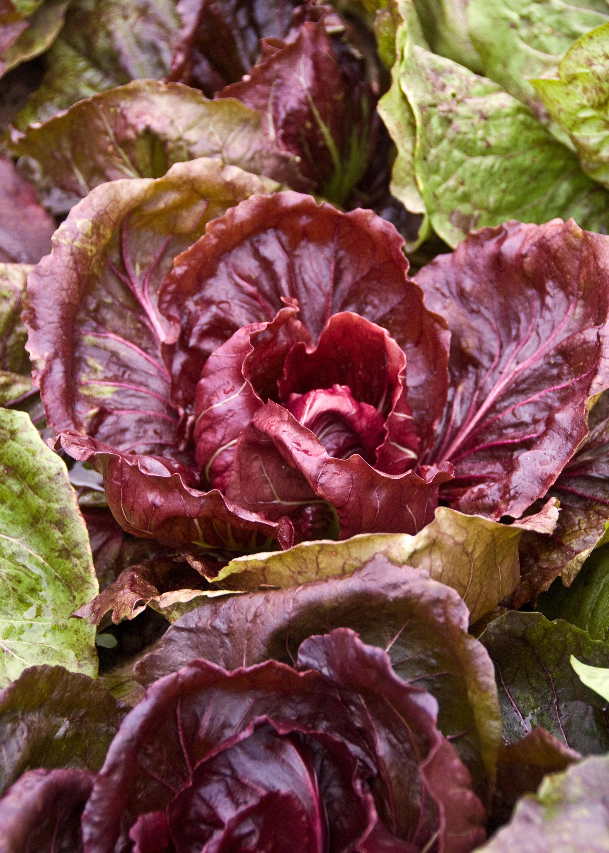 Radicchio