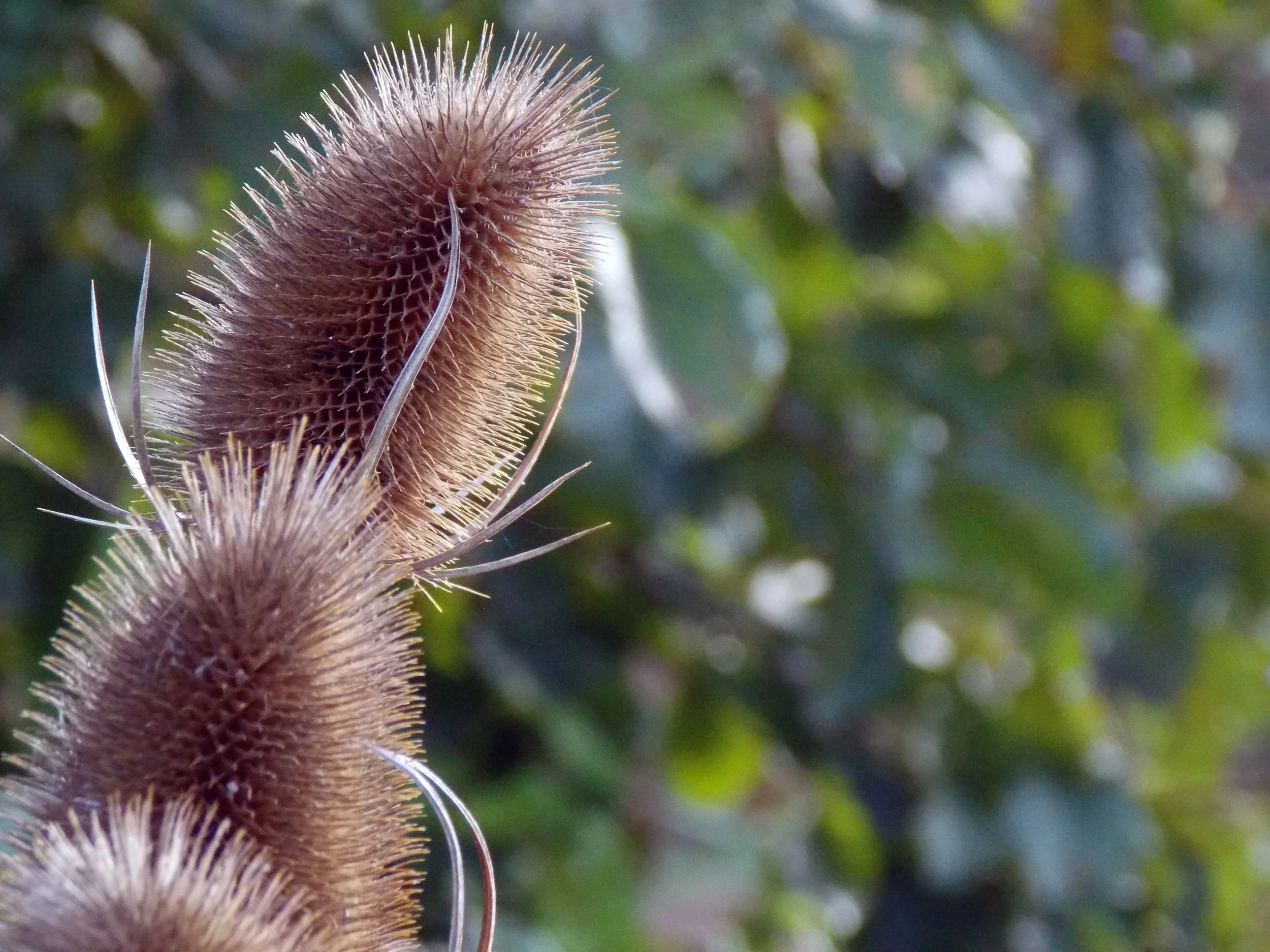 Autumn Plants
