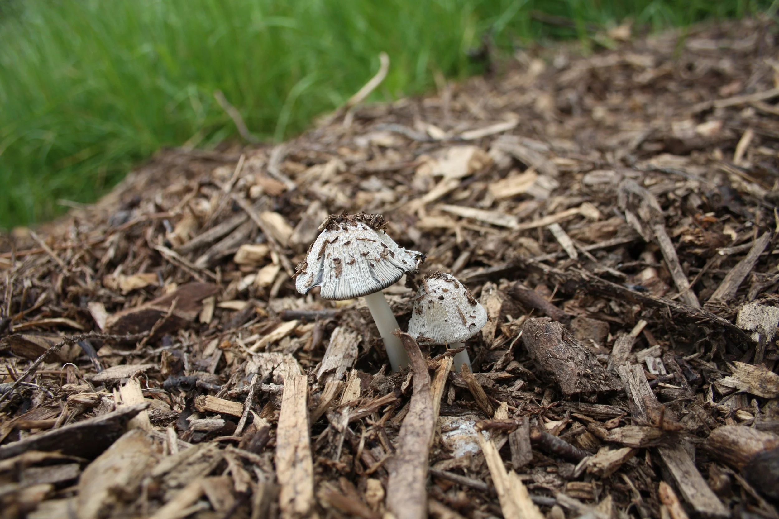 Fungi on woodchip mulch;