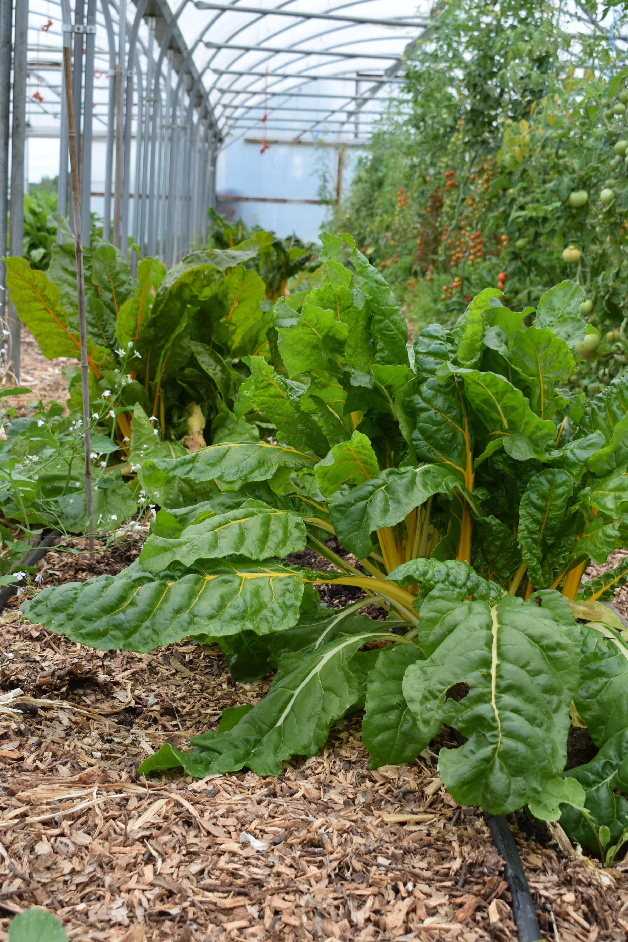 chard grown under cover with a woodchip mulch;