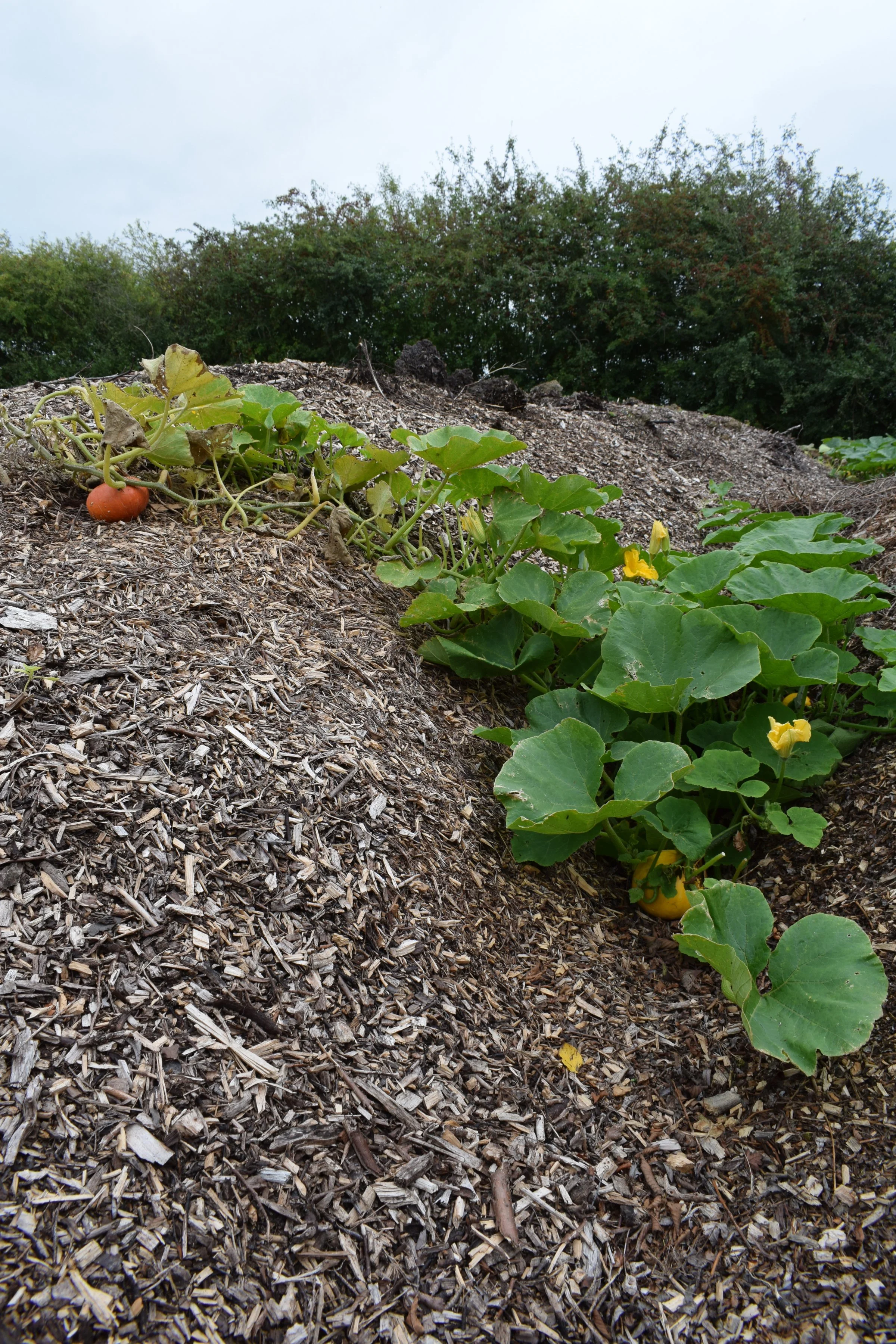 squash growing in a woodchip pile.