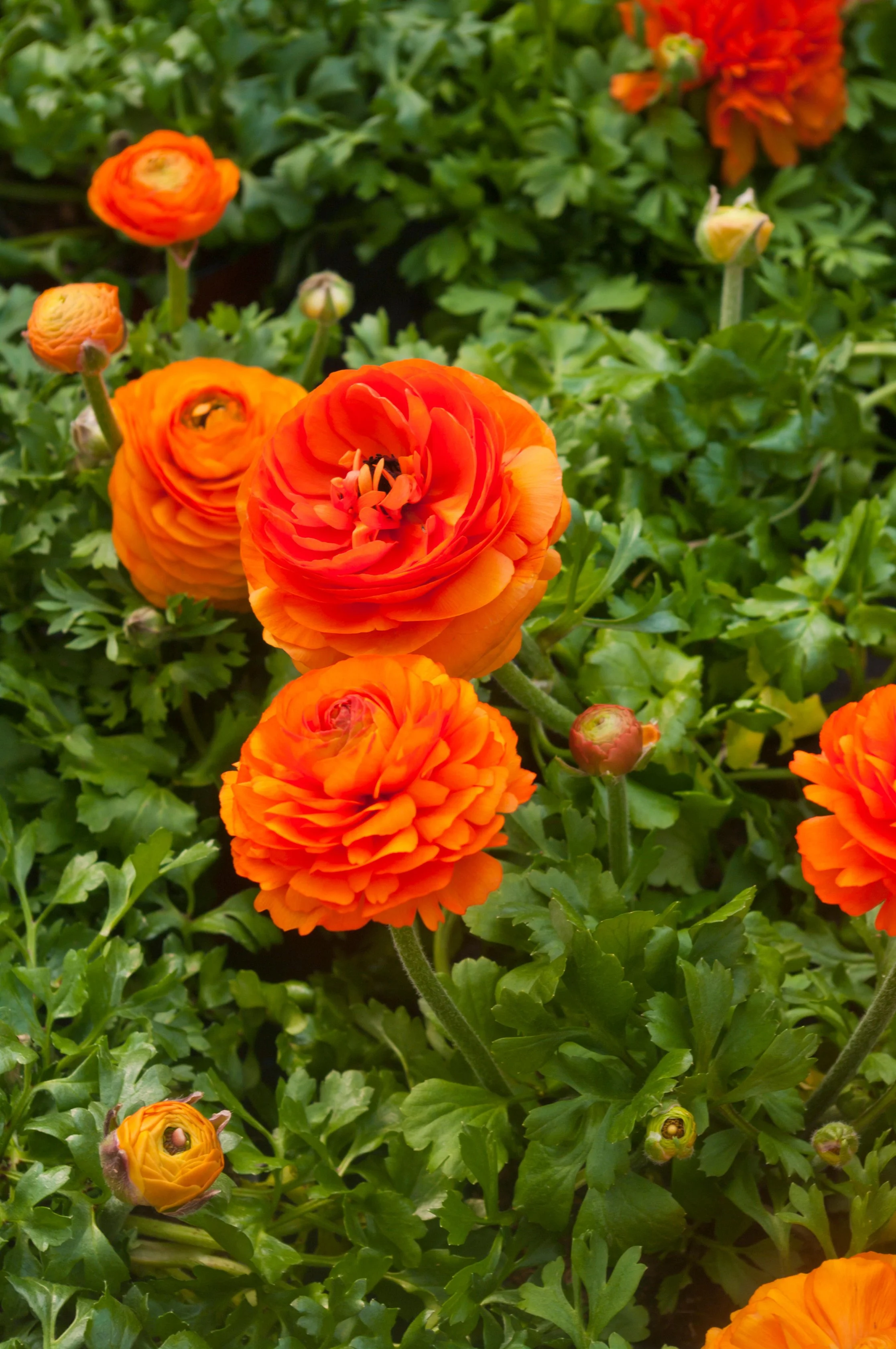 Orange Ranunculus