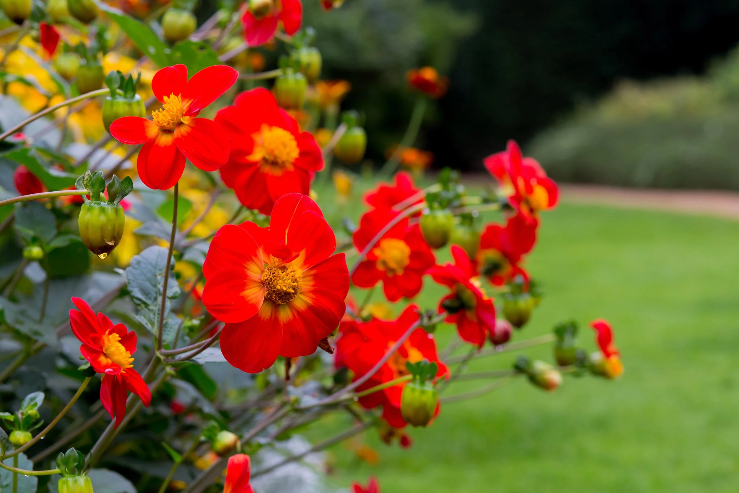 Red Dahlias in a garden border;