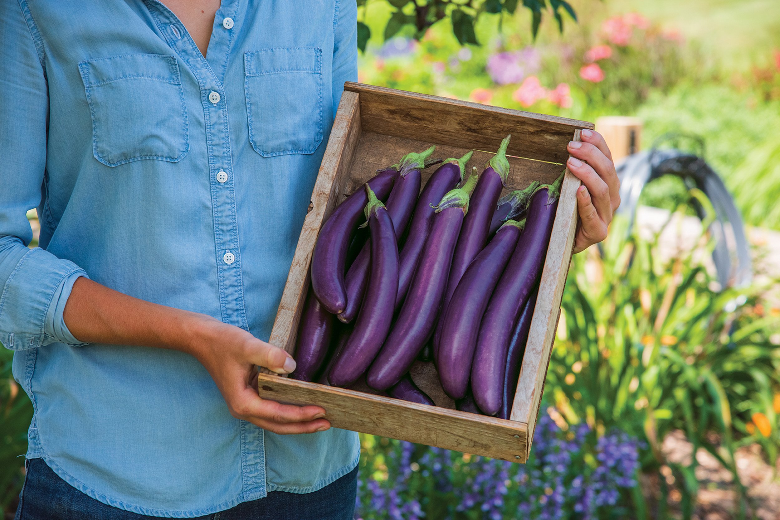 Purple Knight Aubergine