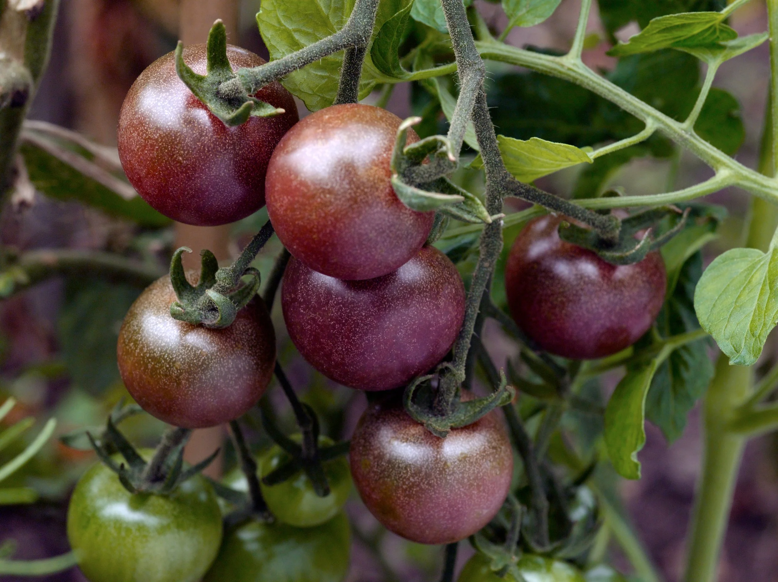 Black Cherry Tomatoes;