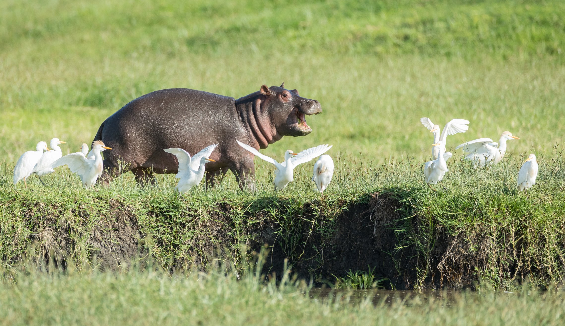 baby hippo chasing birds